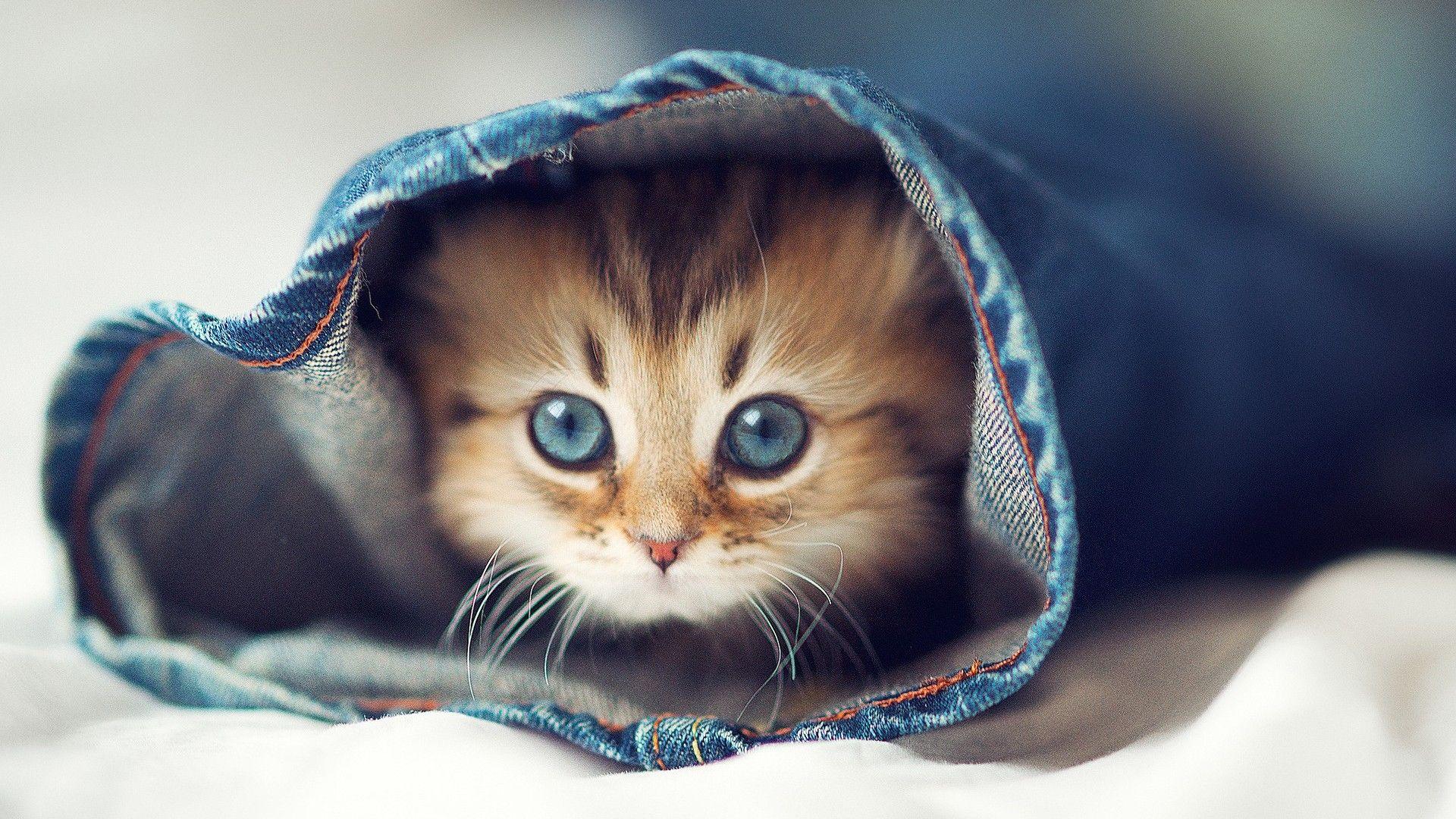 Cute Cat Wallpaper.jpg