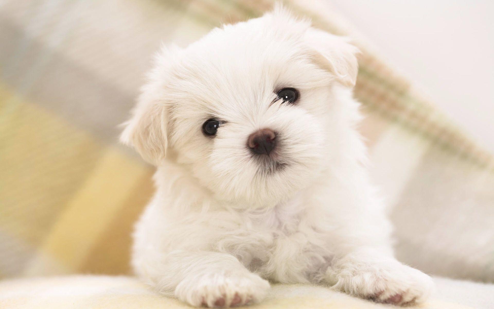 Puppy wallpapers.jpg