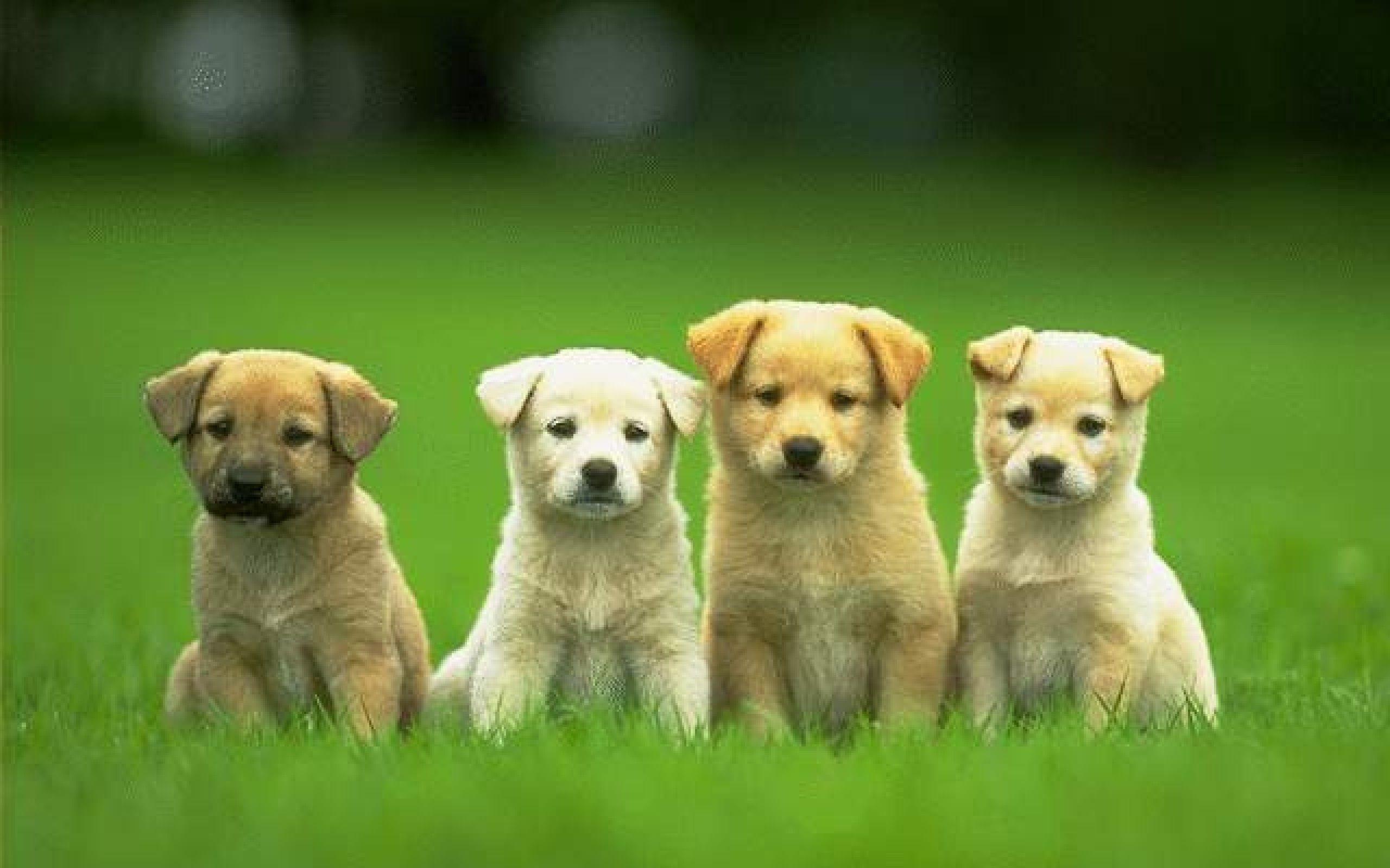 Cute Dog Wallpaper.jpg