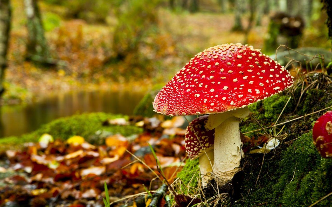 Mushroom wallpapers.jpg