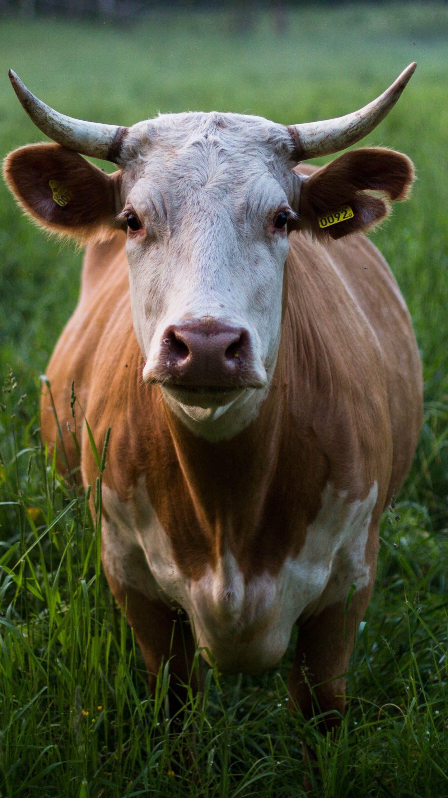 Cow photos.jpg