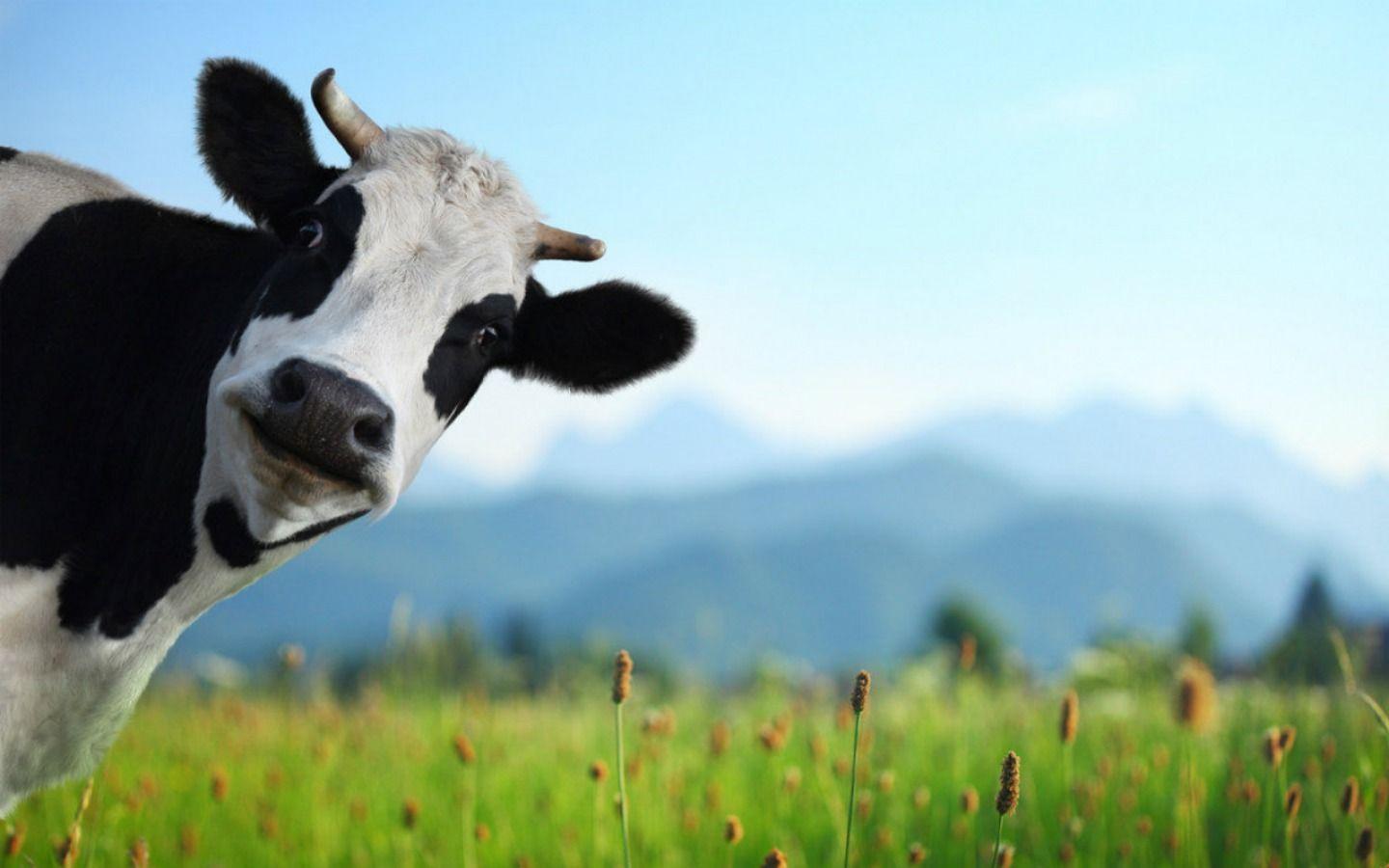 Cow photo.jpg