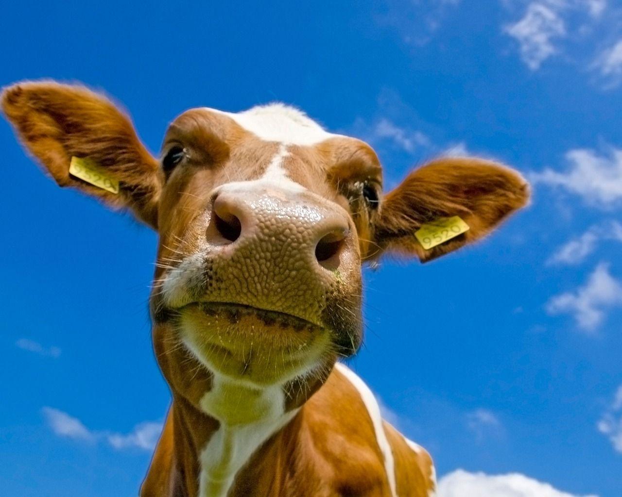 Cow pic.jpg