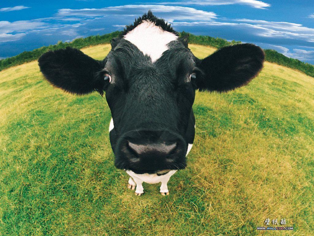 Cow pictures.jpg