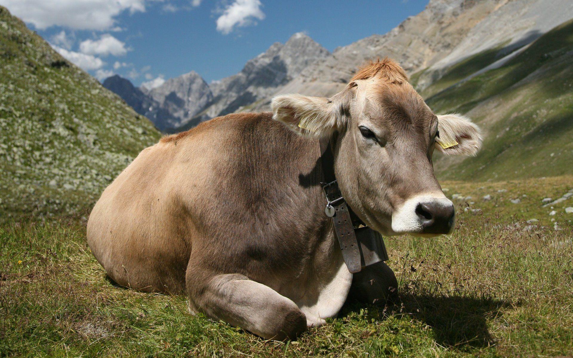 Cow picture.jpg