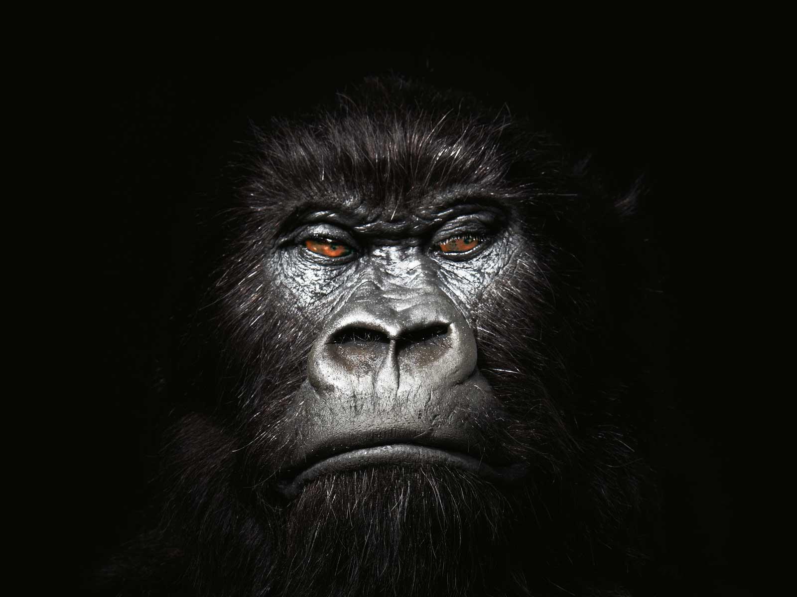 Gorilla photo.jpg