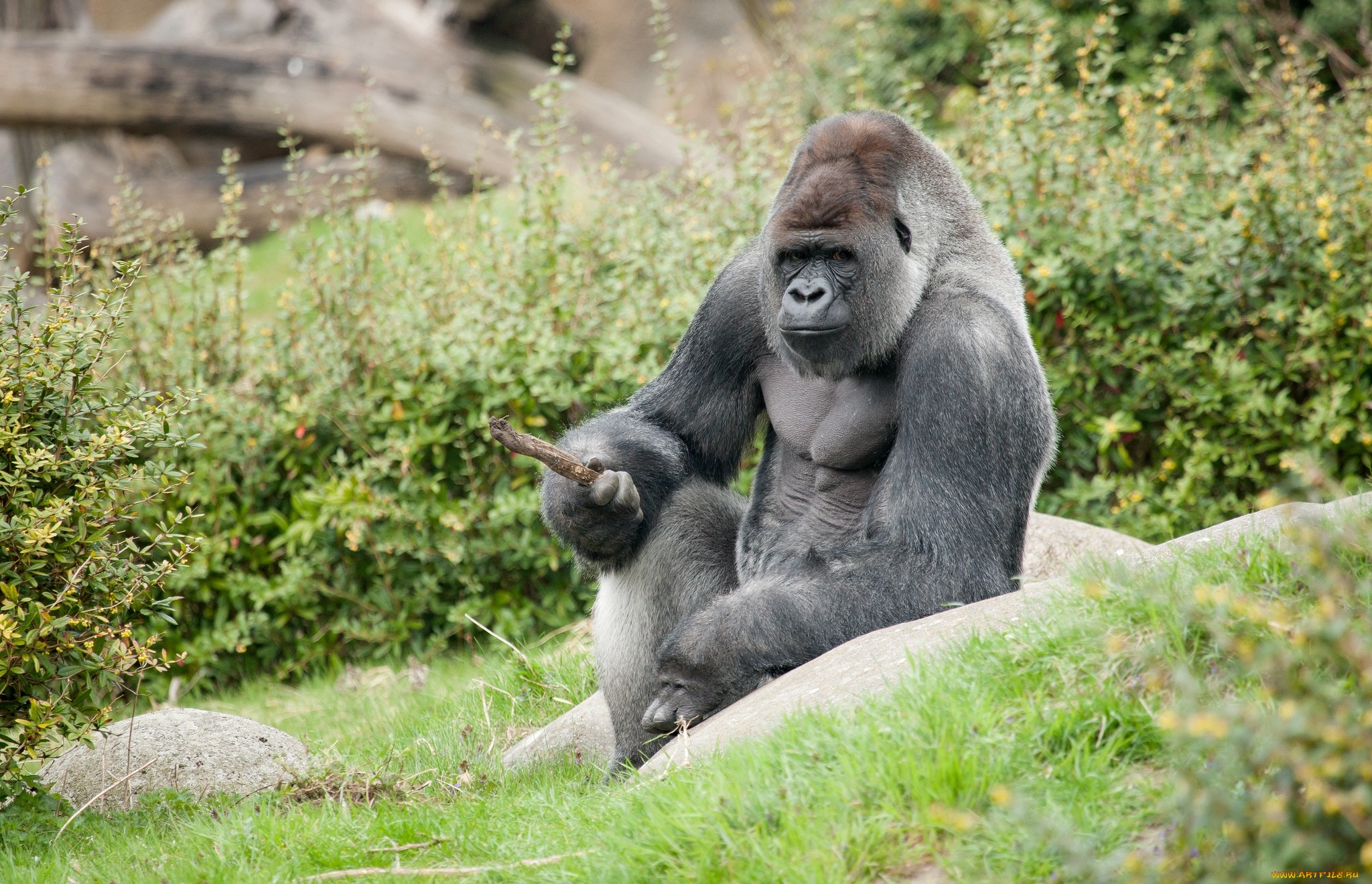 Gorilla photos.jpg