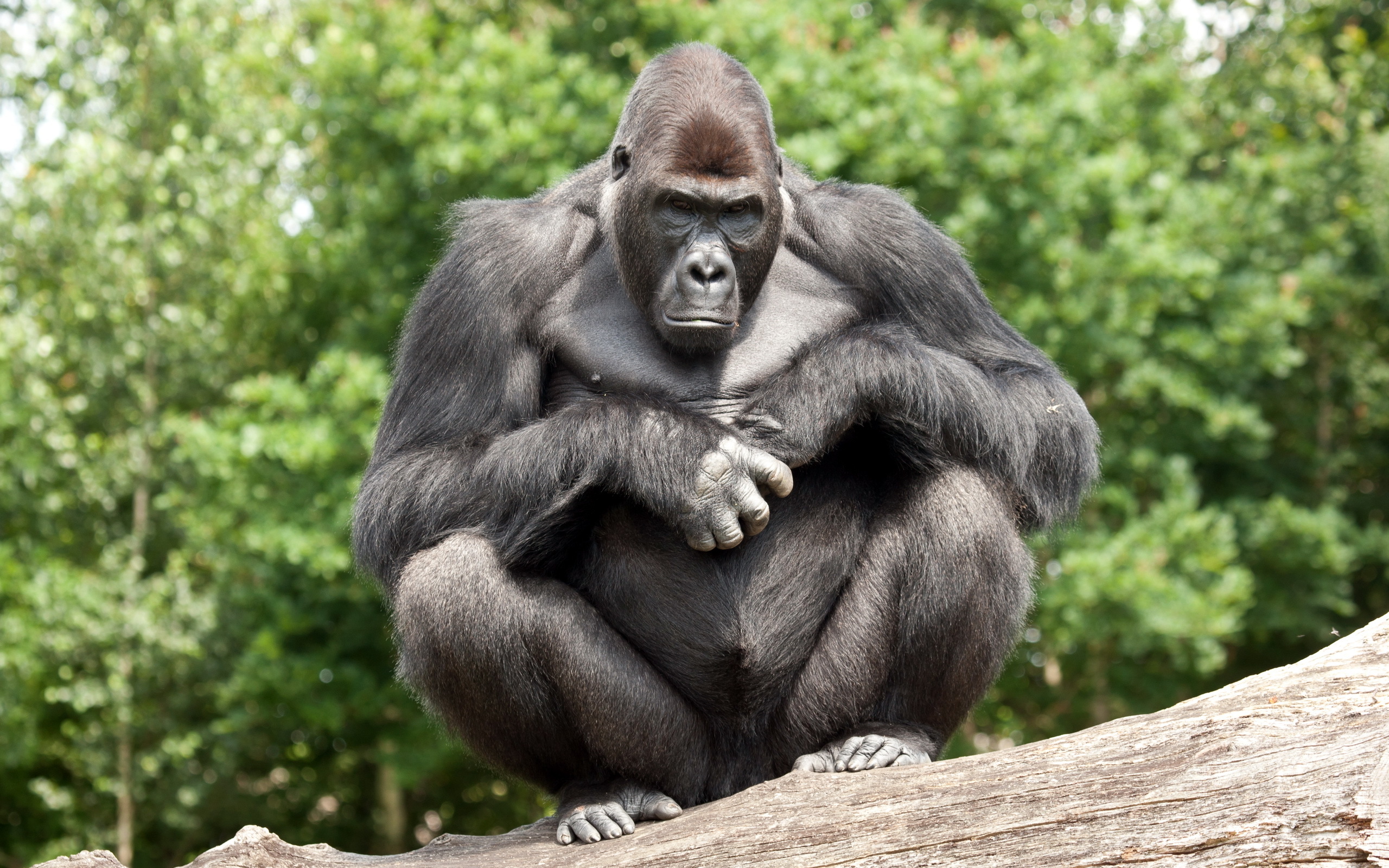 Gorilla picture.jpg