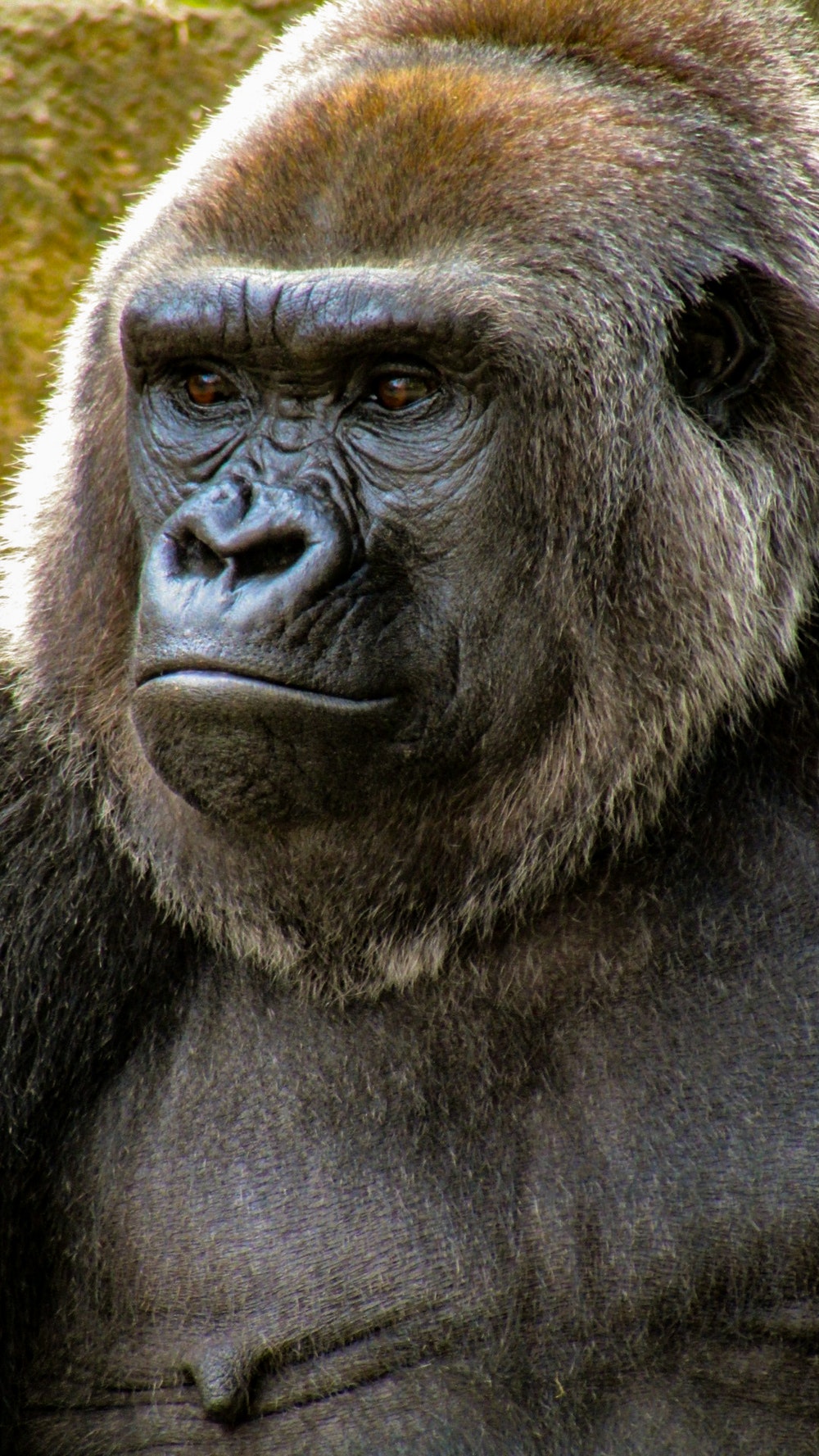 Gorilla Wallpaper.jpg