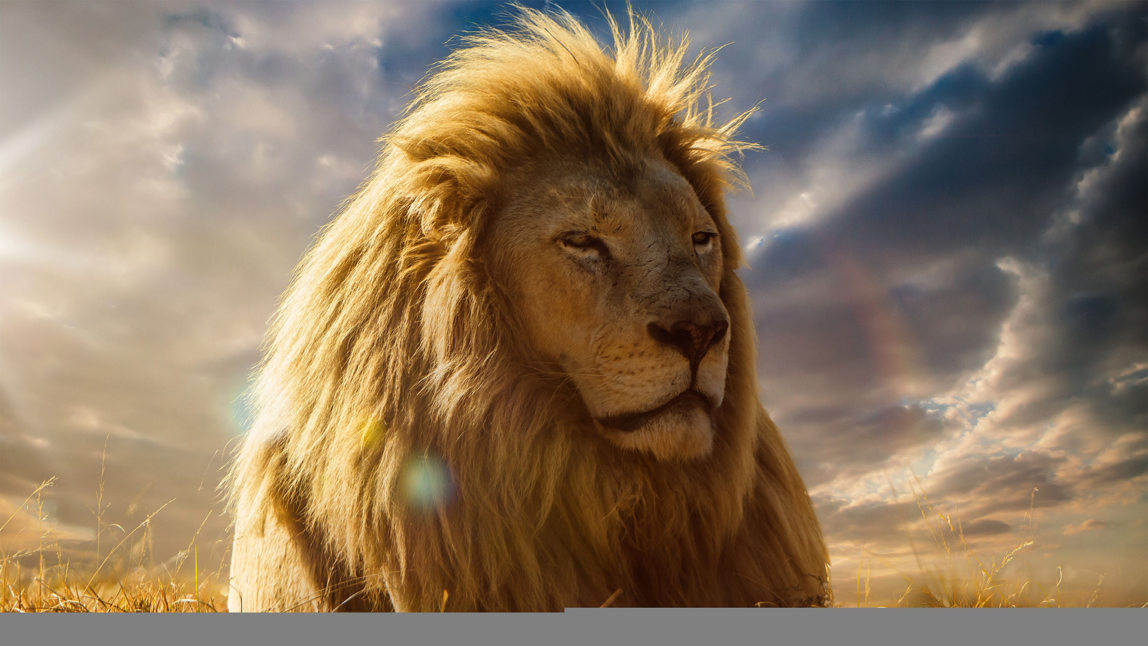 Lion Desktop Images.jpg