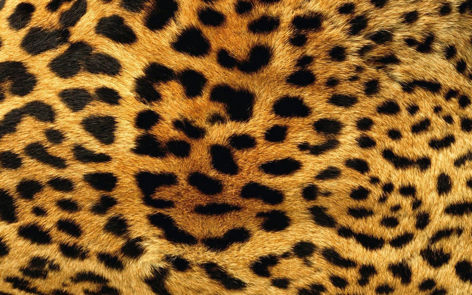 Cheetah Print wallpapers.jpg