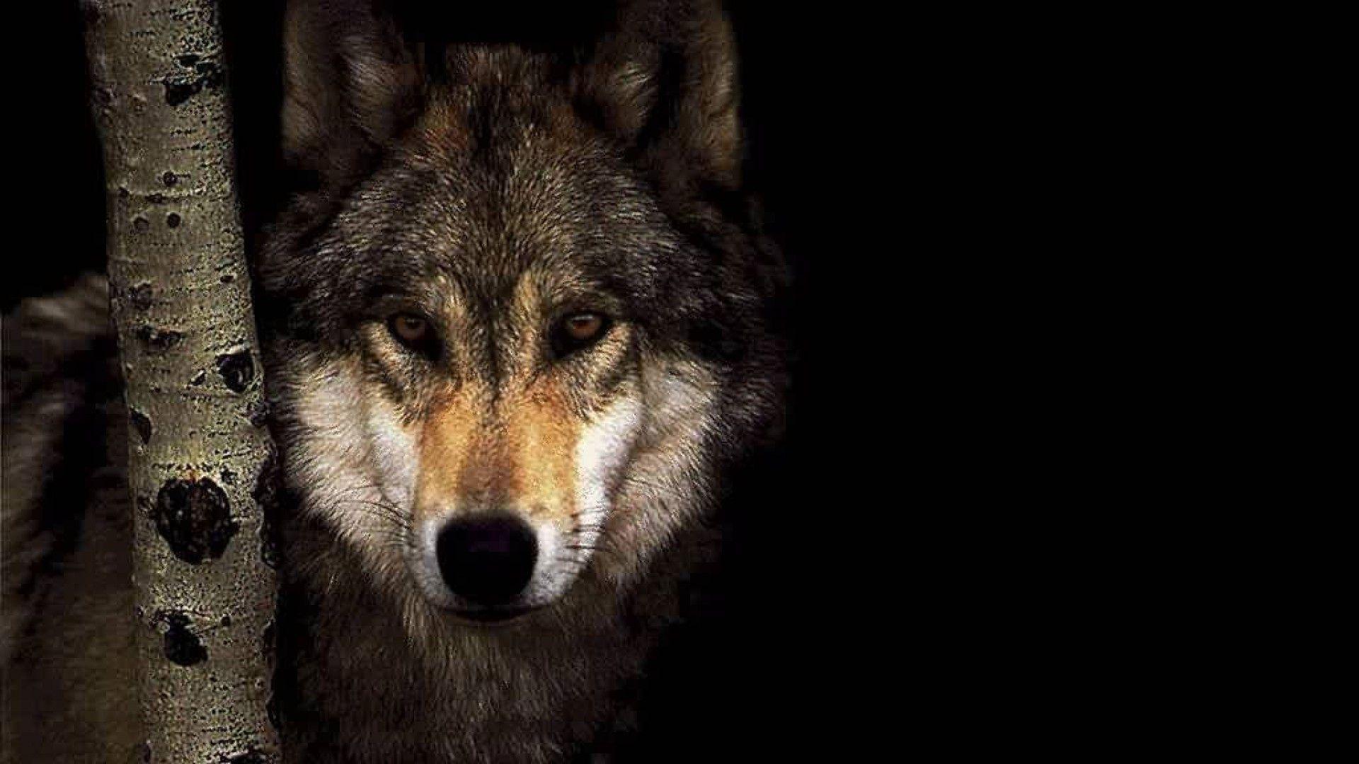 HD Wolf wallpaper.jpg