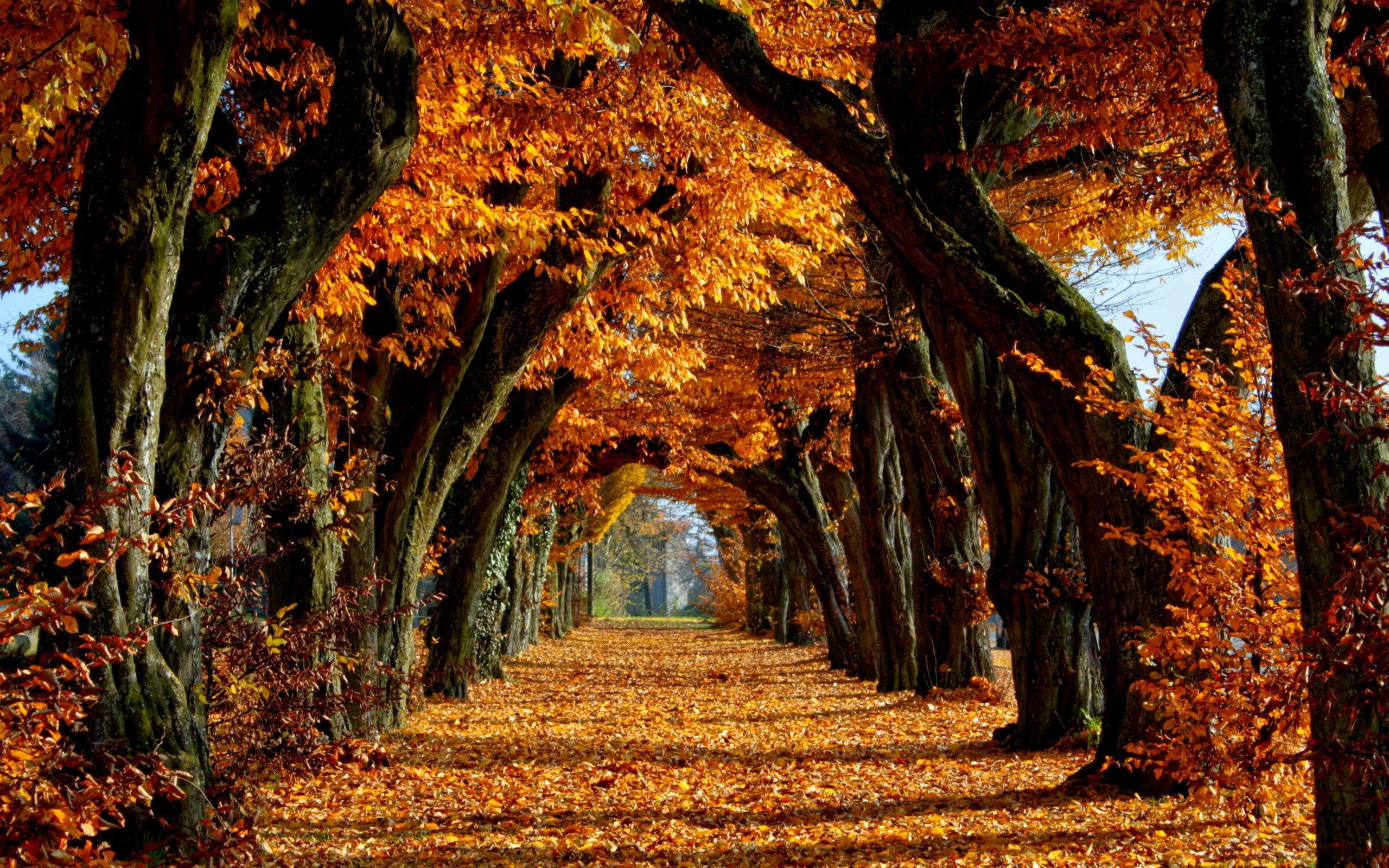 Fall Laptop Image.jpg