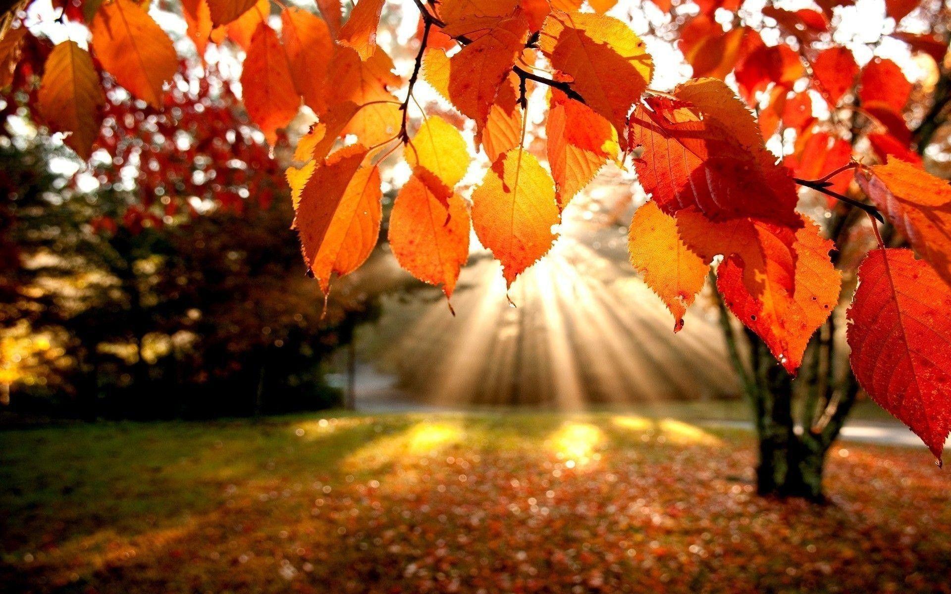 Fall Laptop Wallpapers.jpg
