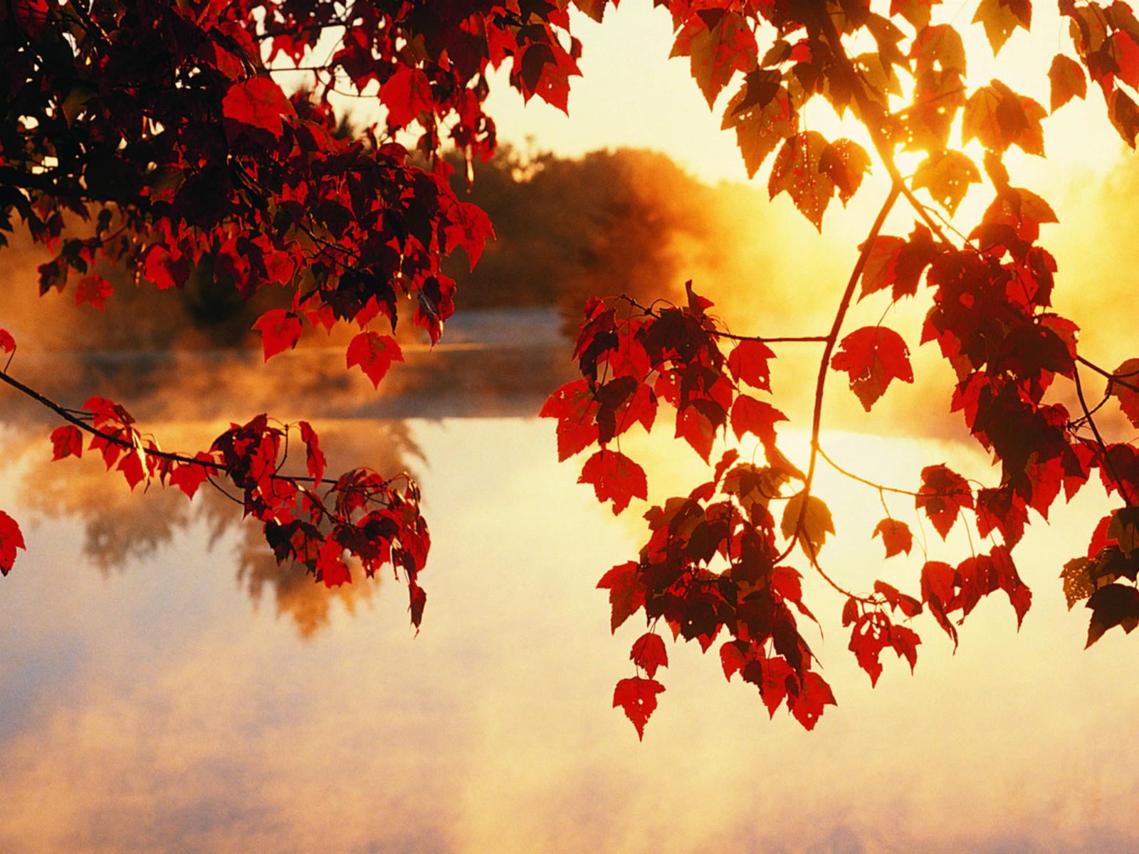Fall Laptop Pictures.jpg