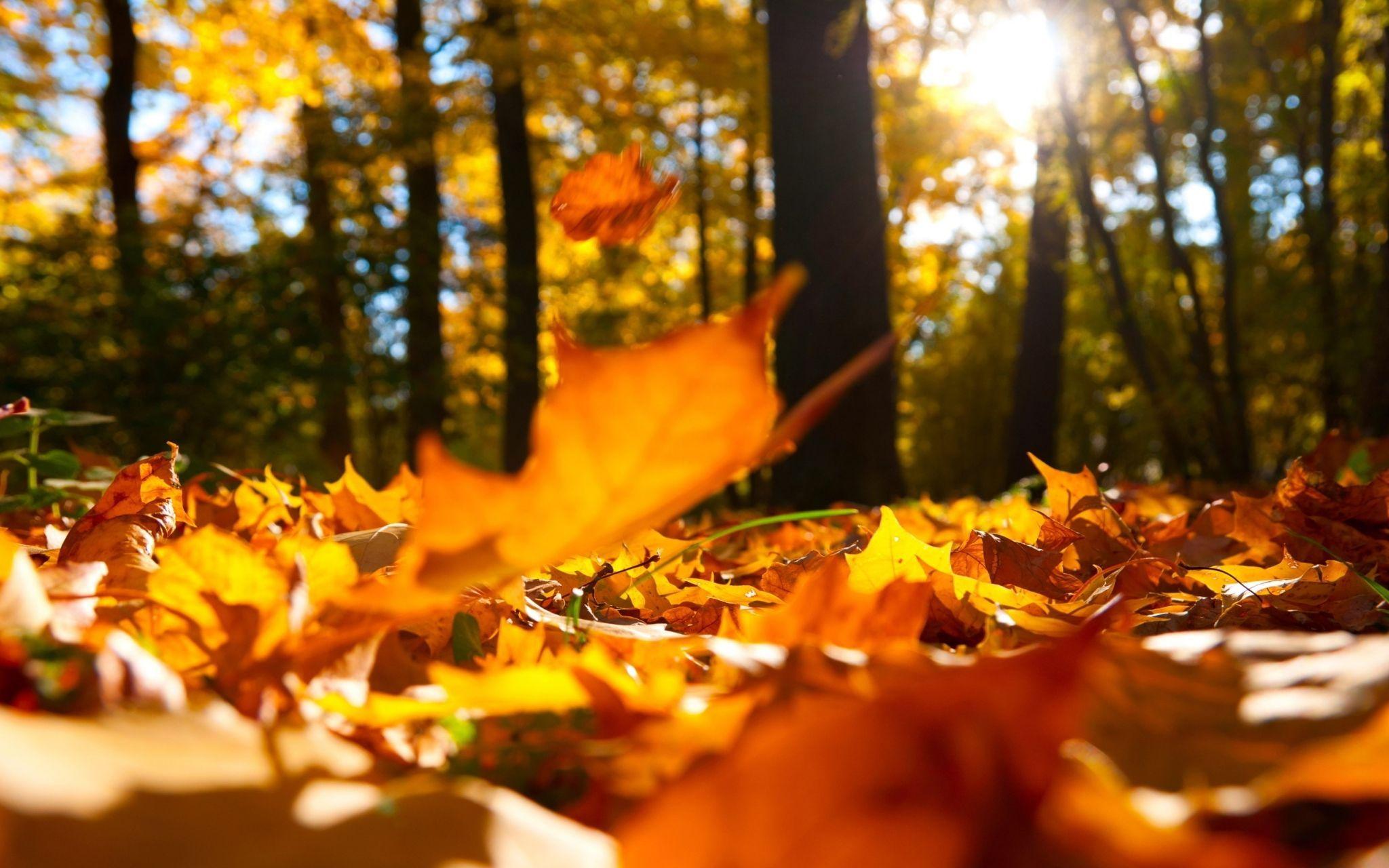 Fall Laptop Picture.jpg