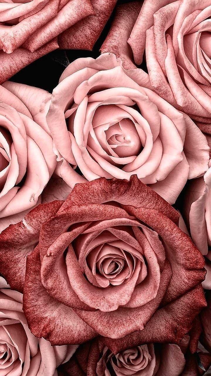 Rose Gold Aesthetic Picture.jpg