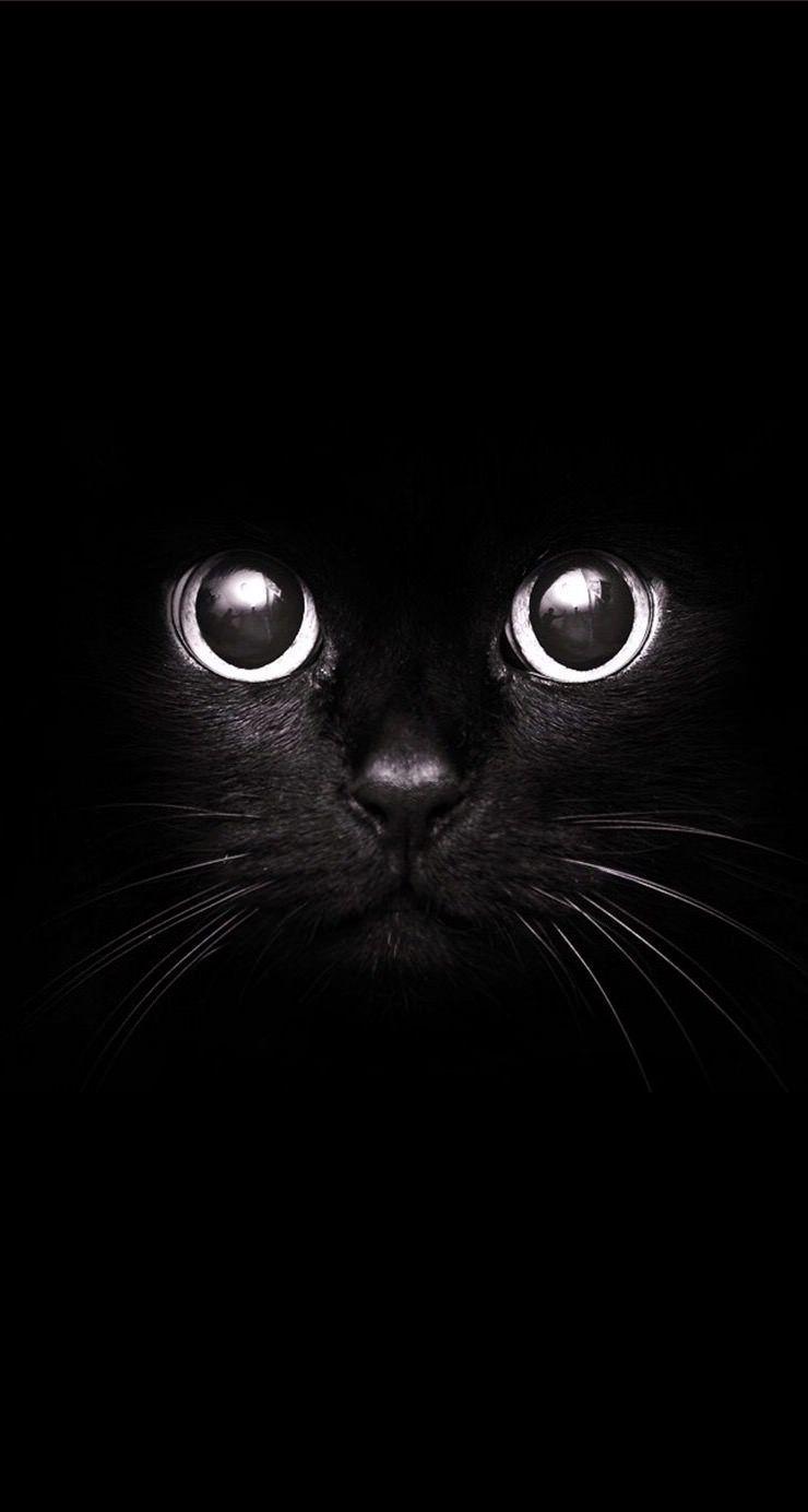 Cat Phone Wallpapers.jpg