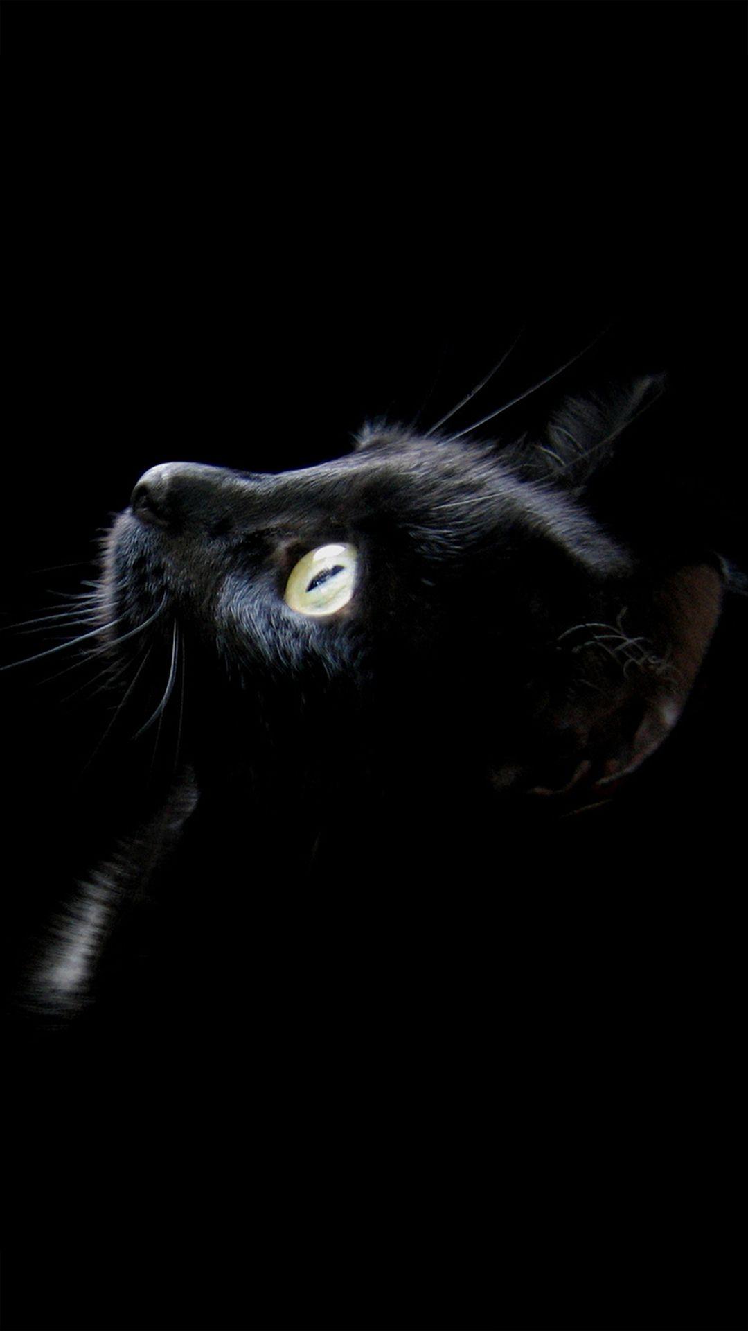 Cat Phone Pictures.jpg