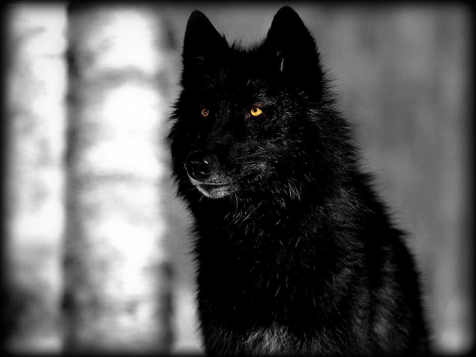 Black Wolf Wallpaper.jpg