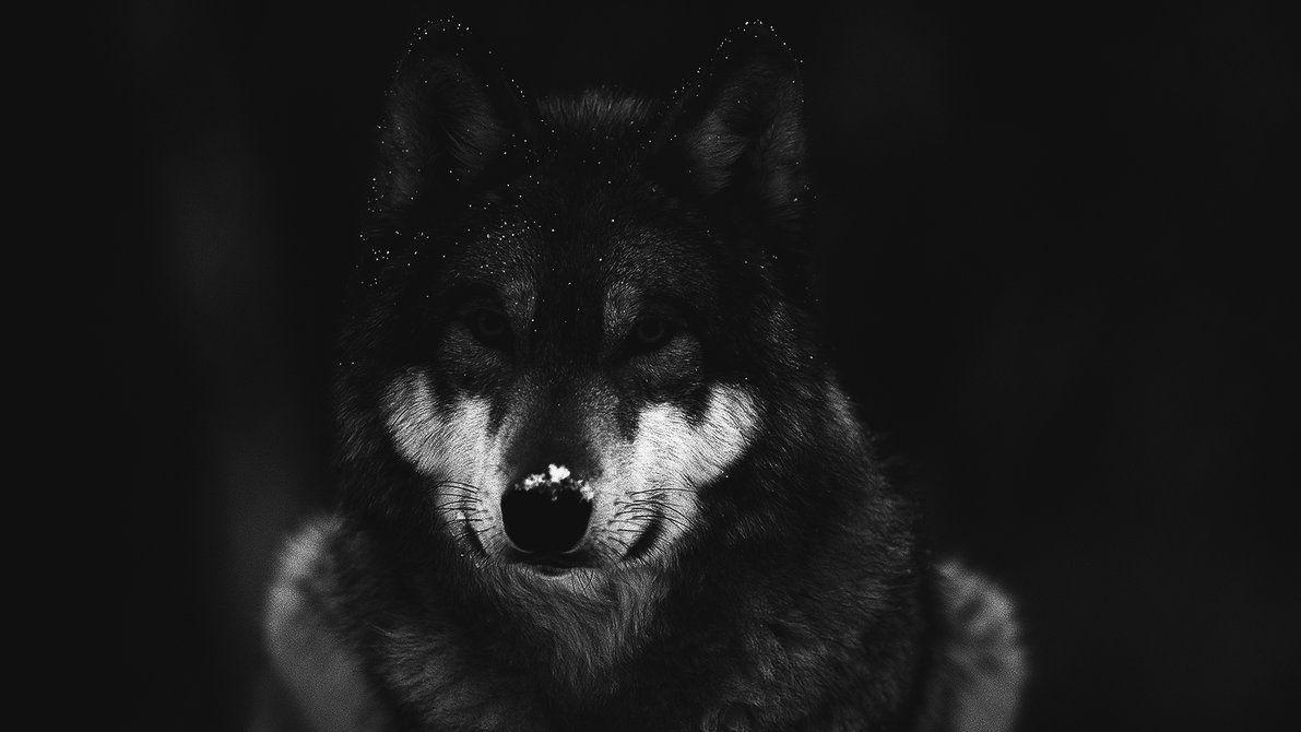 Black Wolf Image.jpg