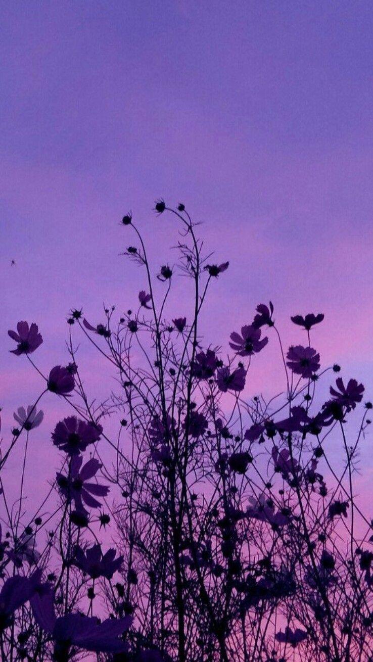 Lavender Aesthetic wallpaper.jpg