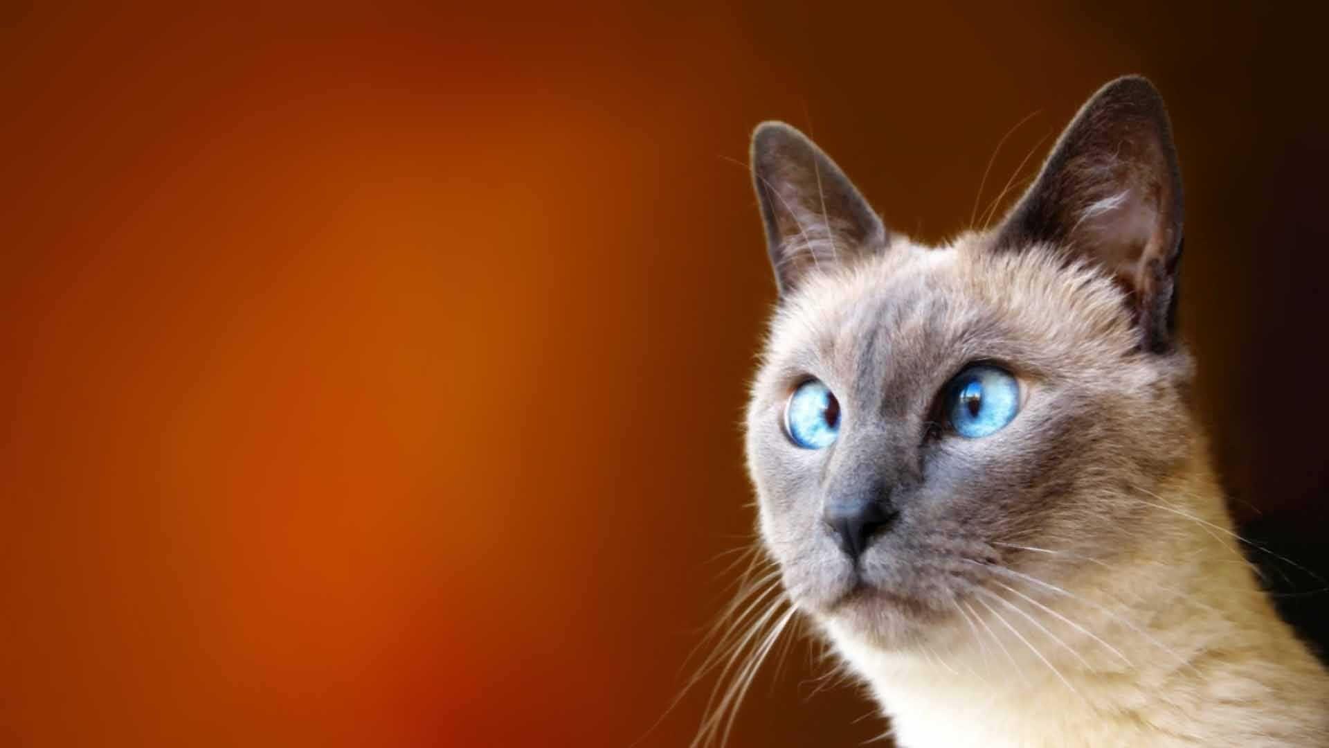 Funny Cat wallpaper.jpg