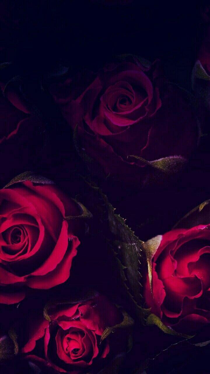 Rose iPhone wallpapers.jpg