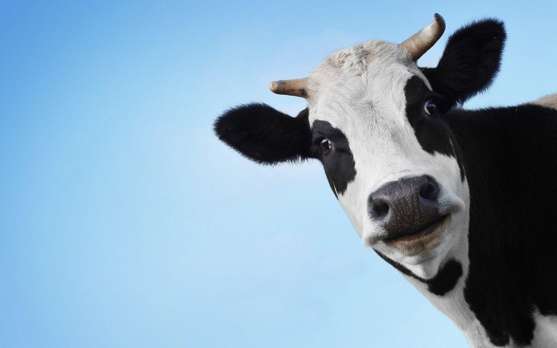 Cute Cow picture.jpg