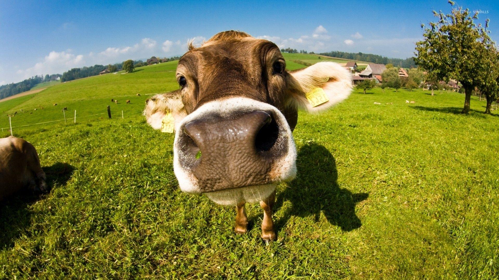 Cute Cow pictures.jpg