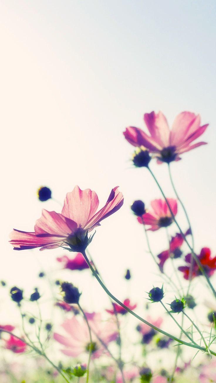 Flower iPhone wallpaper.jpg