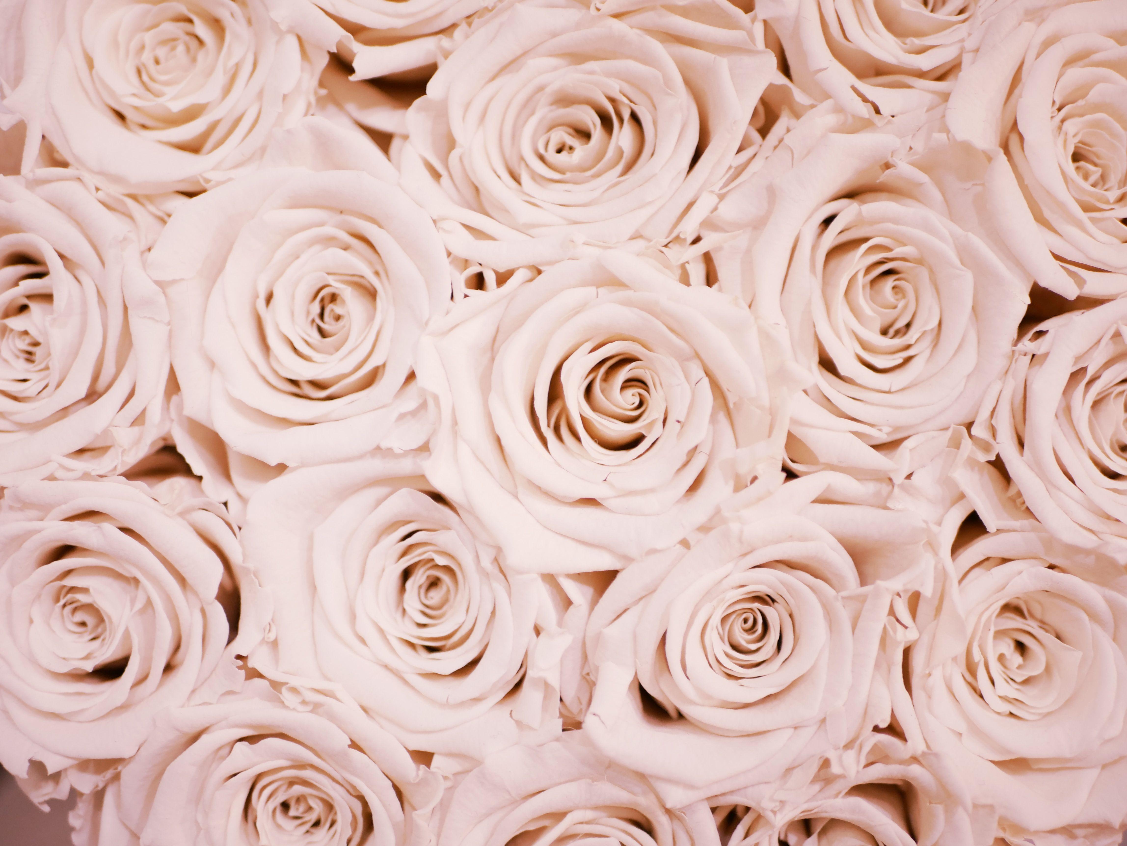 Cute Rose Gold photo.jpg