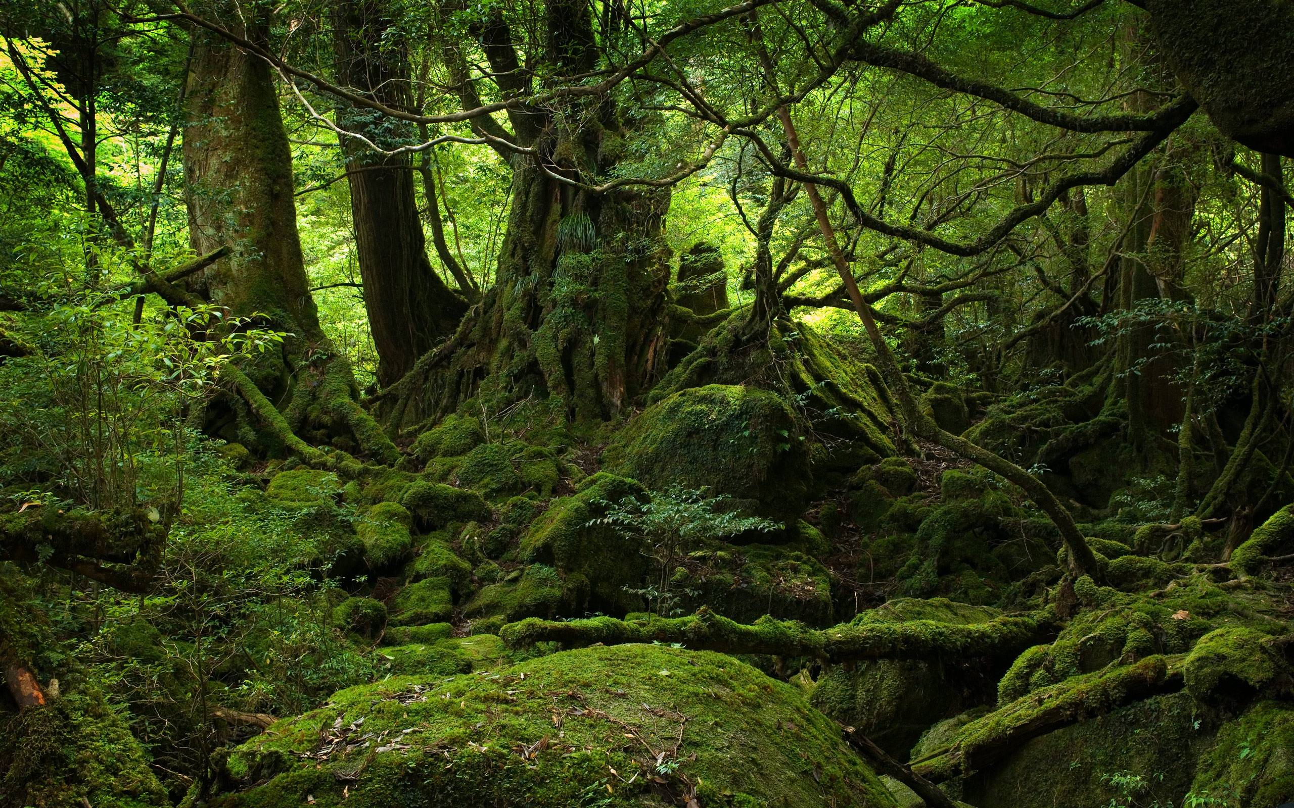 HD Forest image.jpg