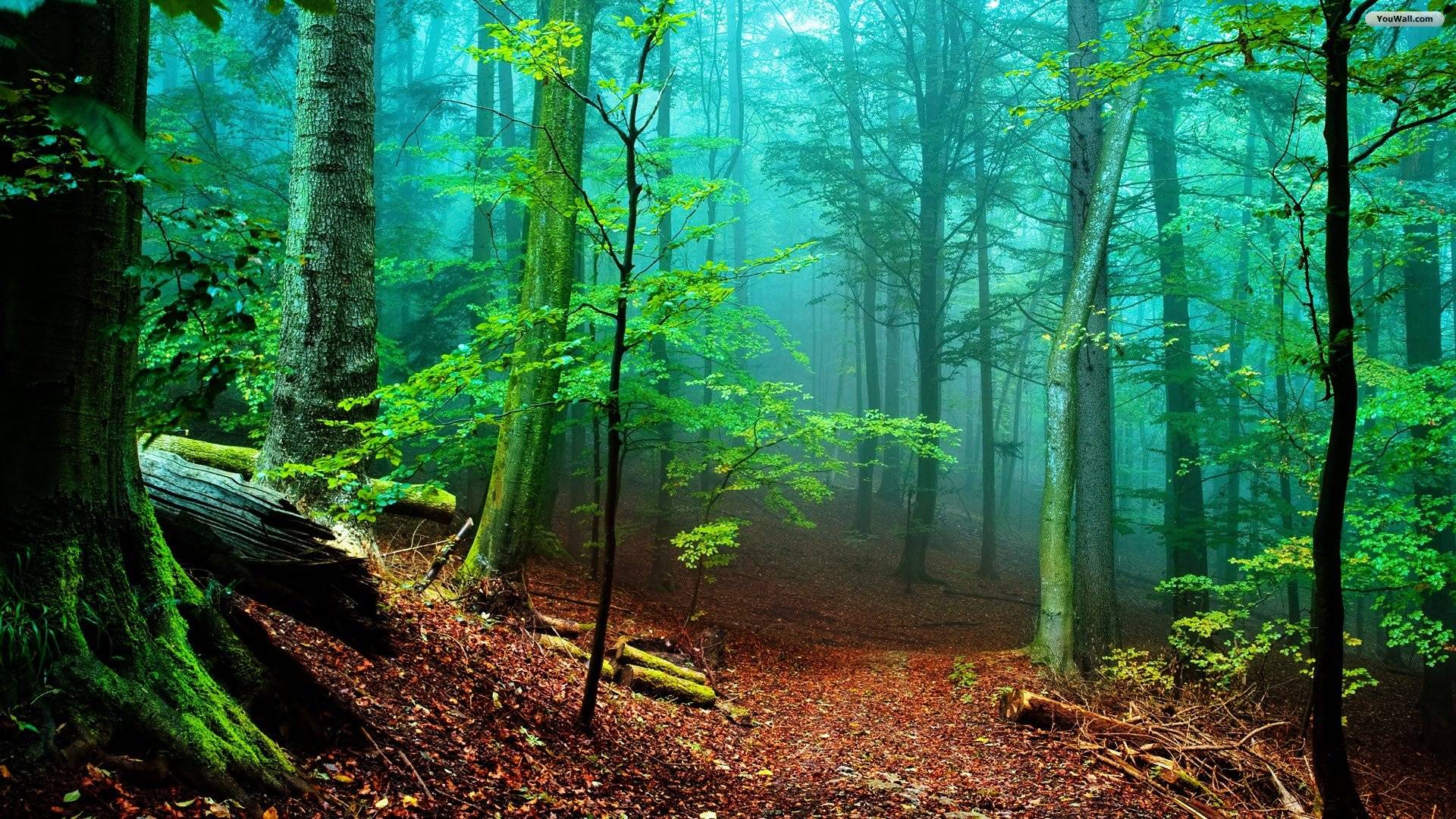 HD Forest photo.jpg