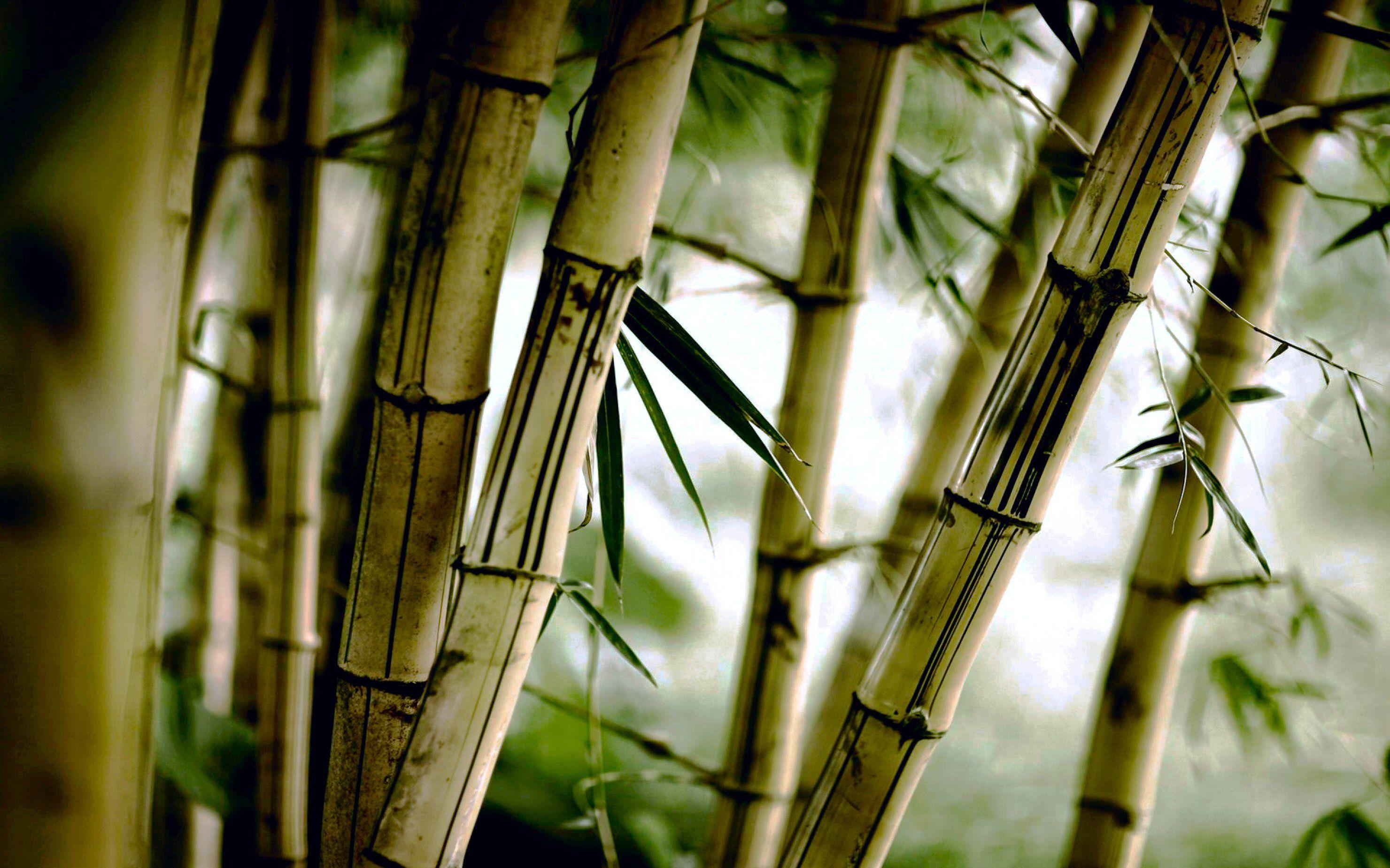 Bamboo HD wallpaper.jpg