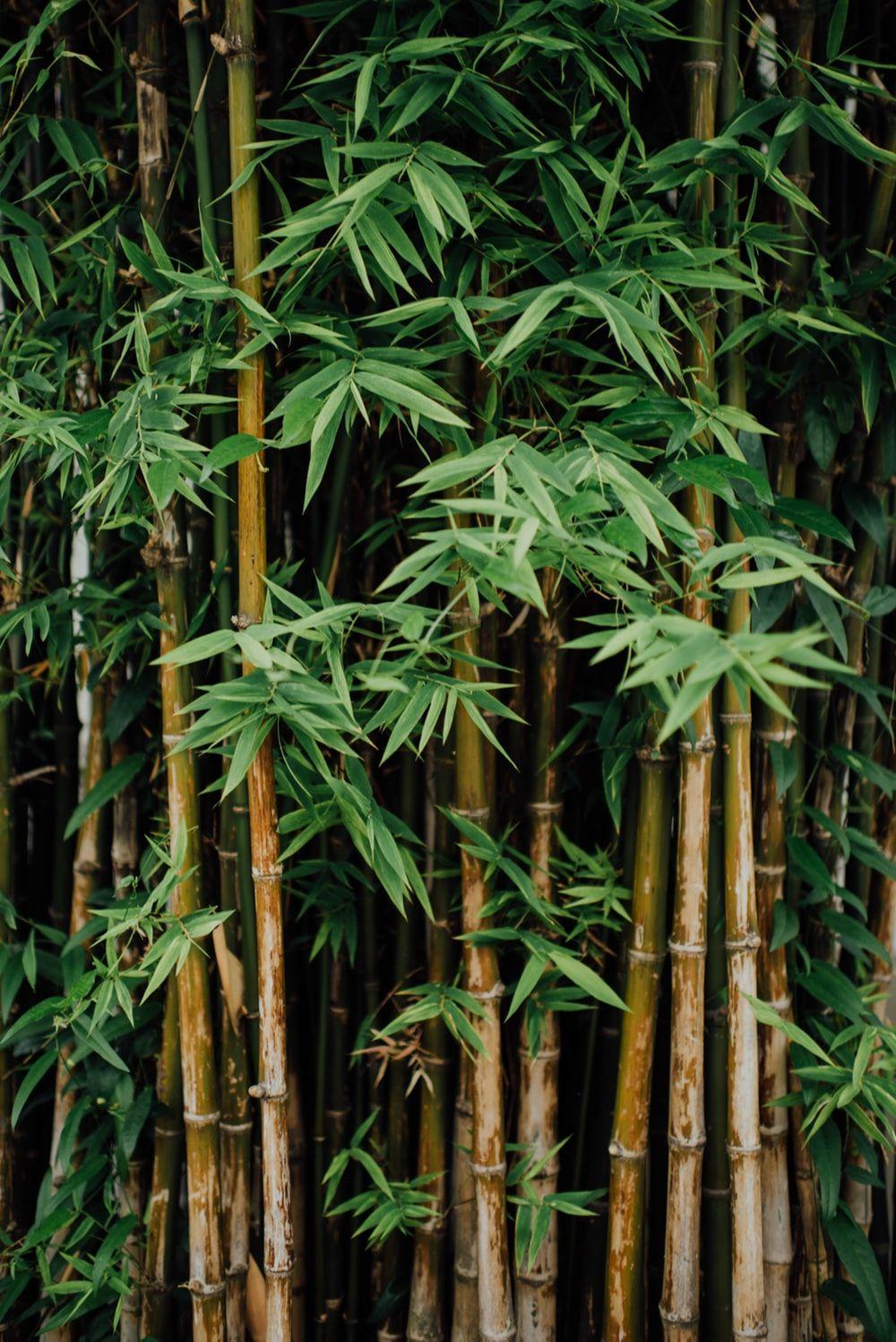 Bamboo HD pics.jpg