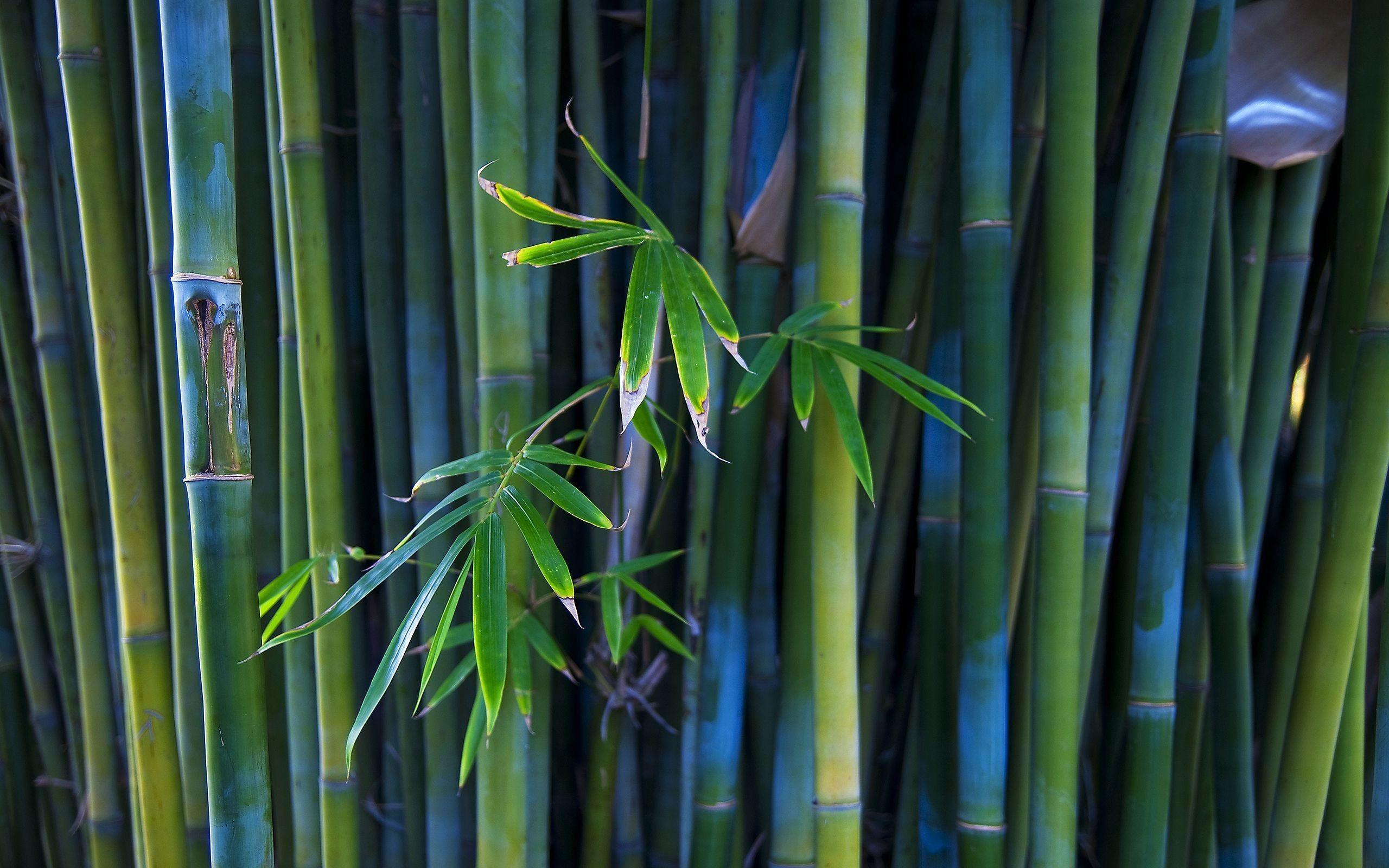 Bamboo HD picture.jpg