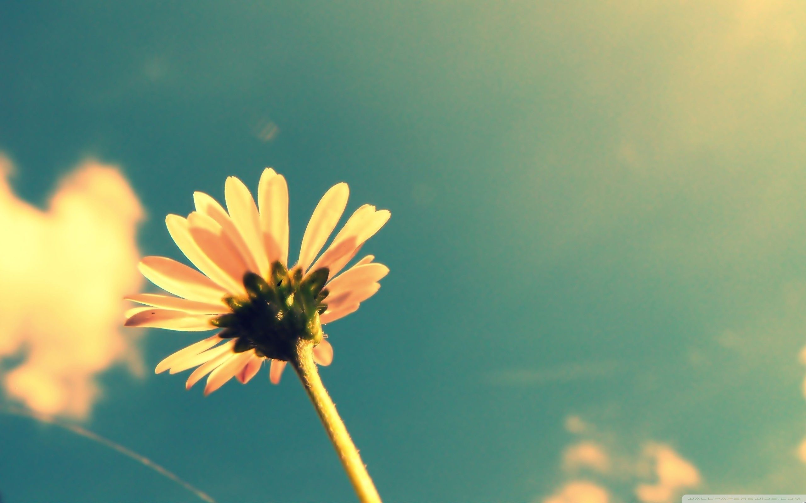 Summer Flower Retro Sunshine.jpg