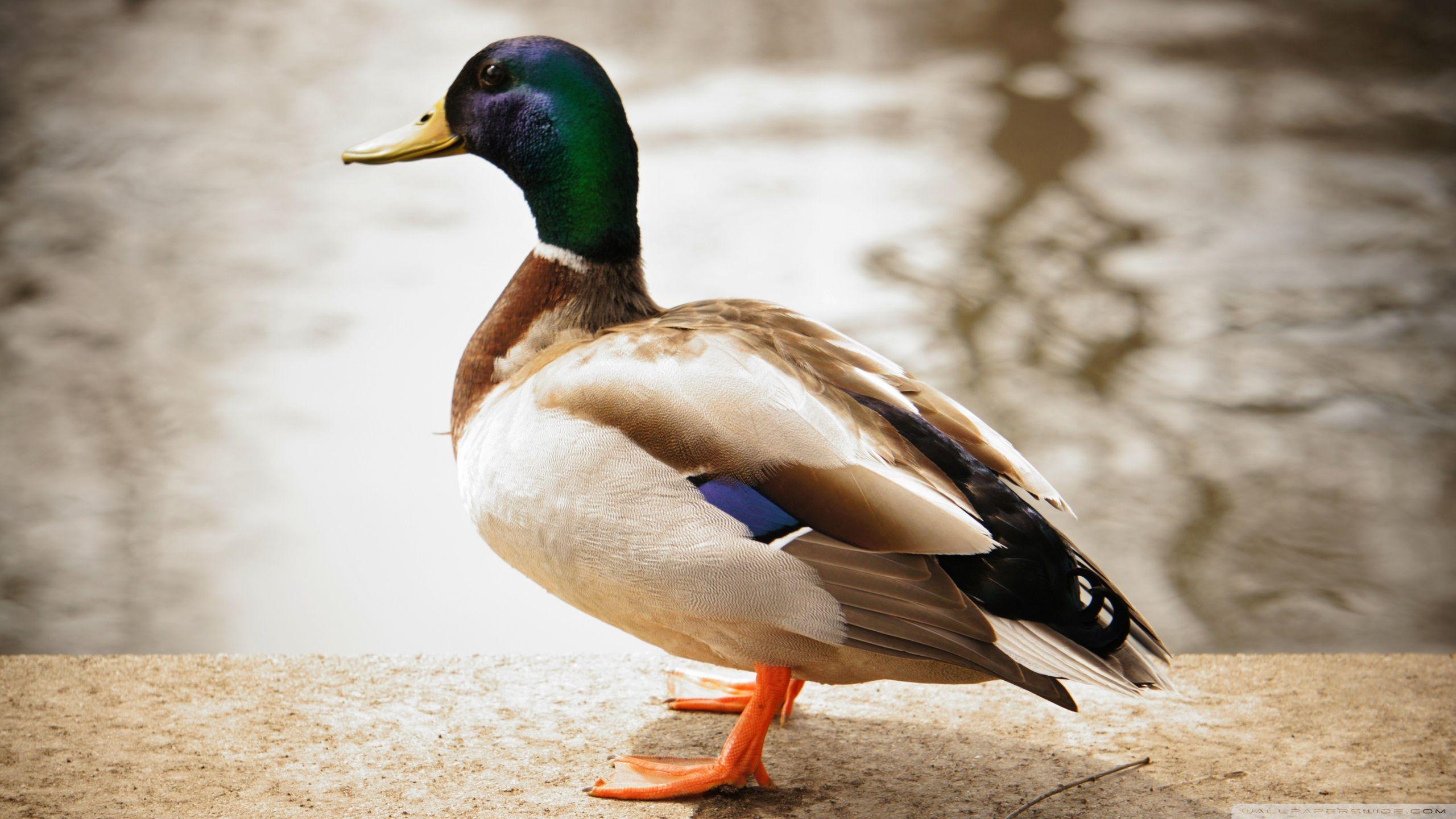 Duck pictures.jpg