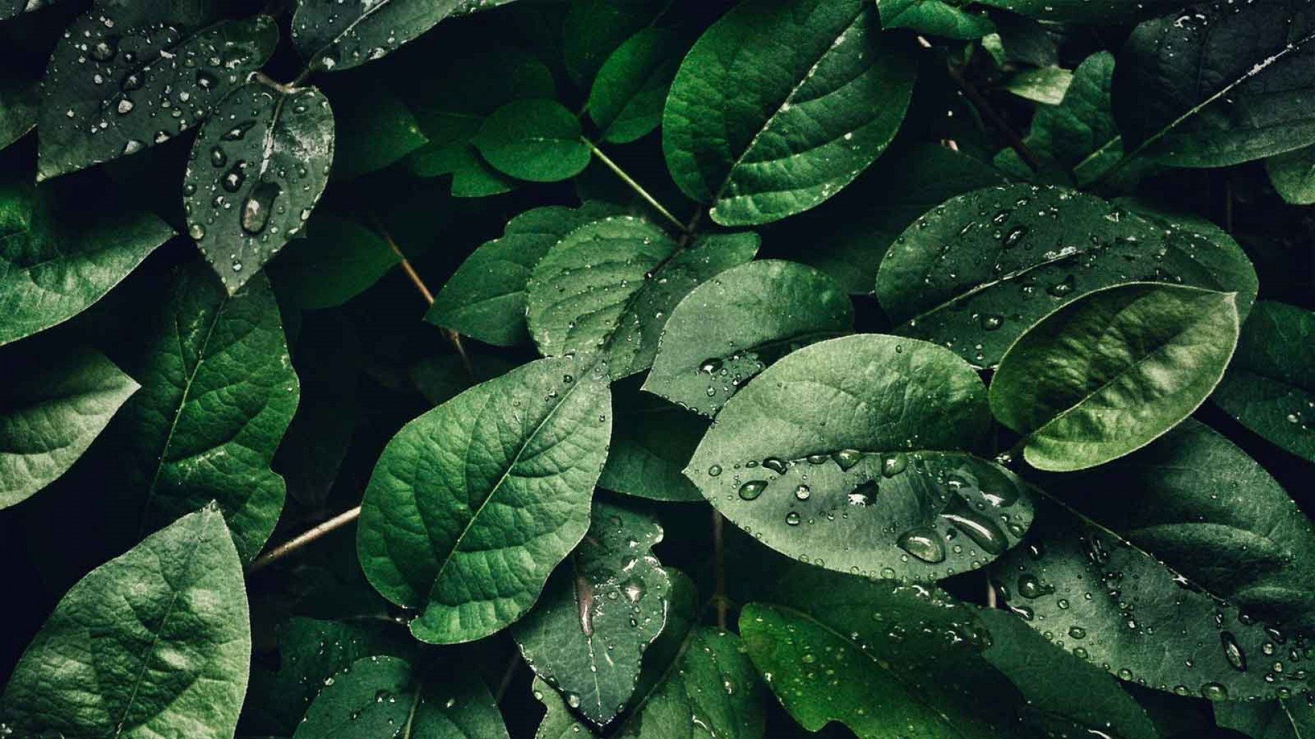 Green Aesthetic Wallpaper.jpg