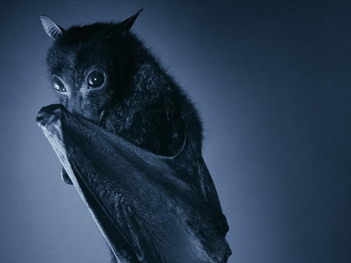Cute Bat Image.jpg