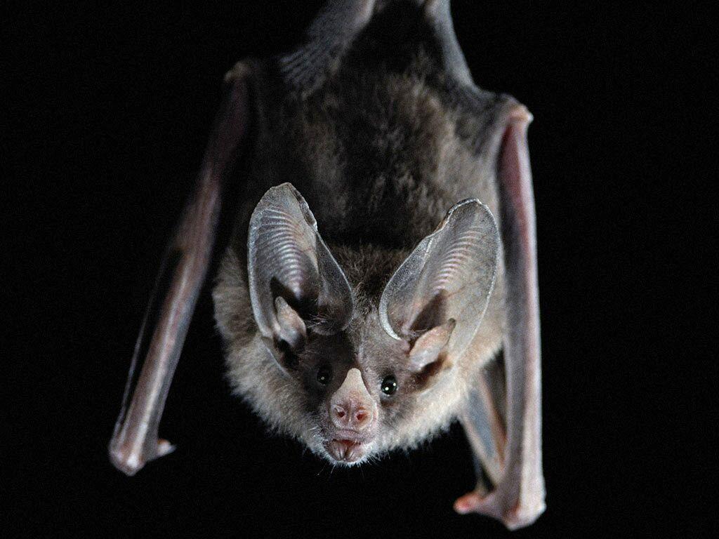 Cute Bat Pictures.jpg