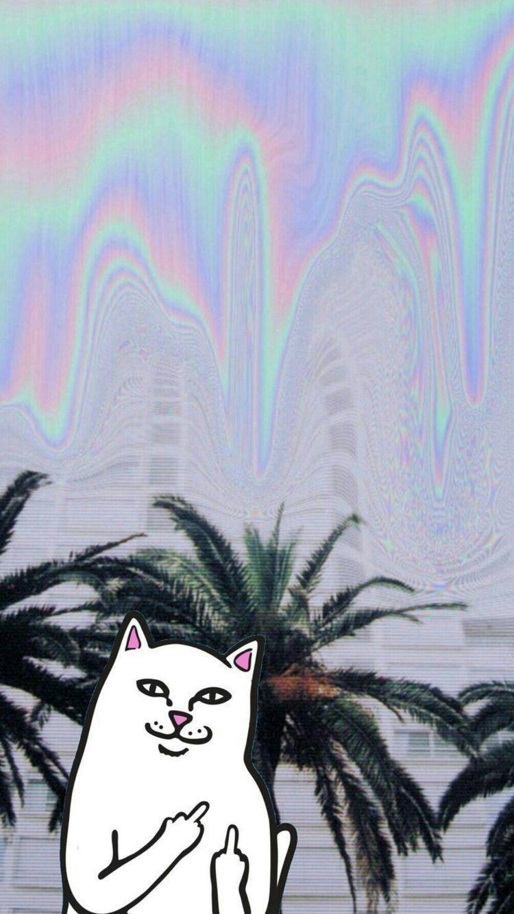 Aesthetic Cat Pictures.jpg