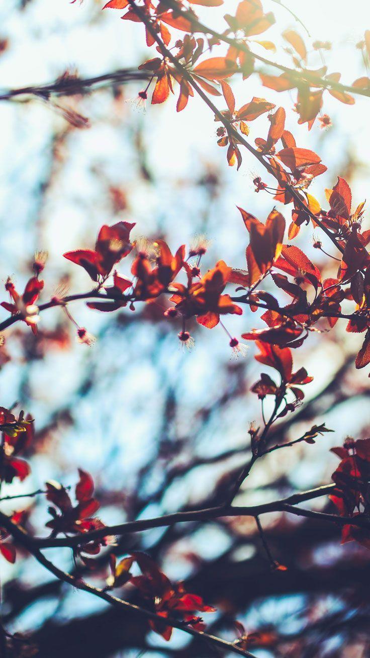 Fall Aesthetic iPhone Wallpapers.jpg