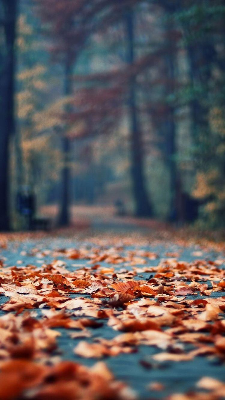 Fall Aesthetic iPhone Images.jpg