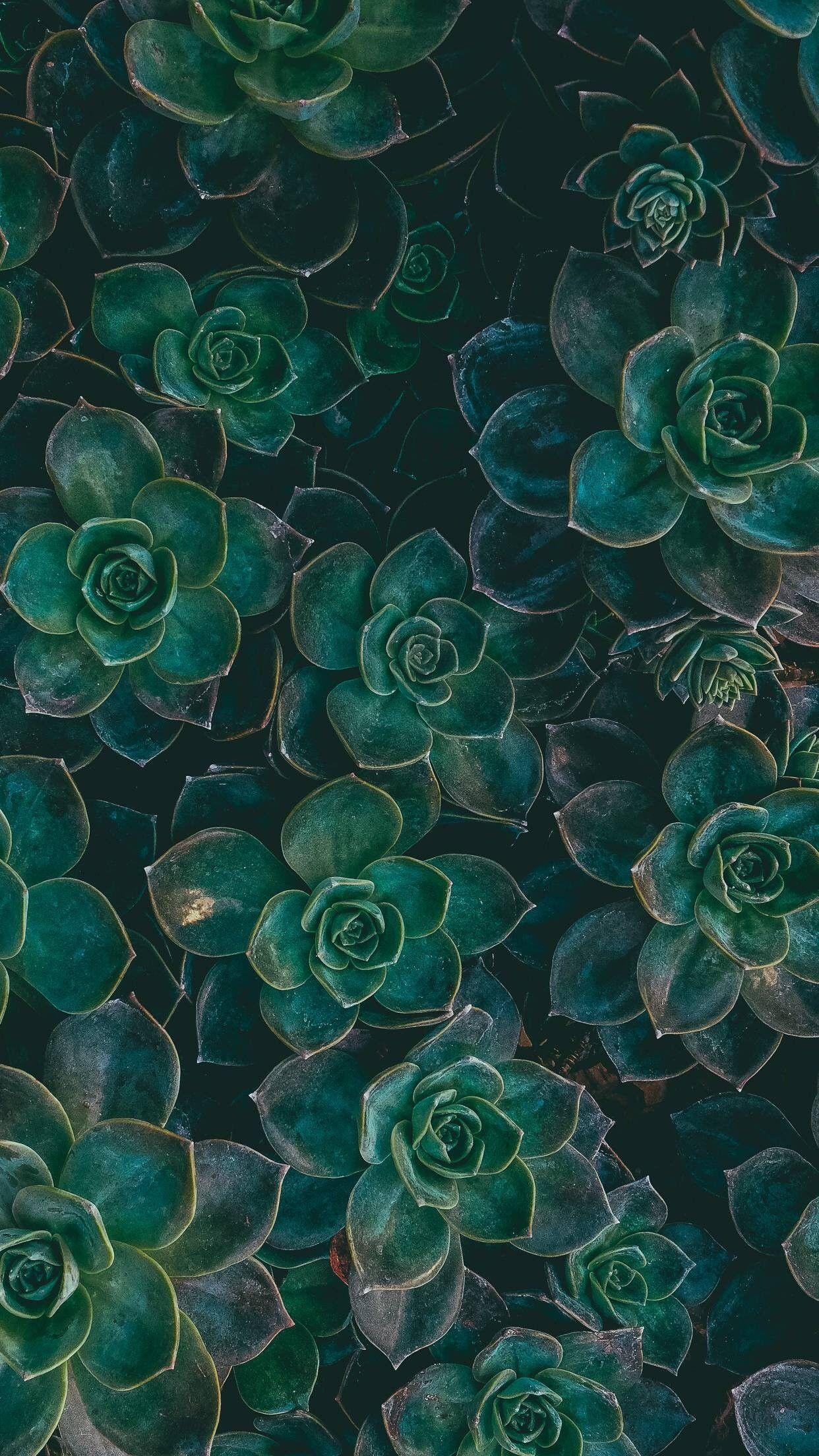 Boho iPhone Images.jpg