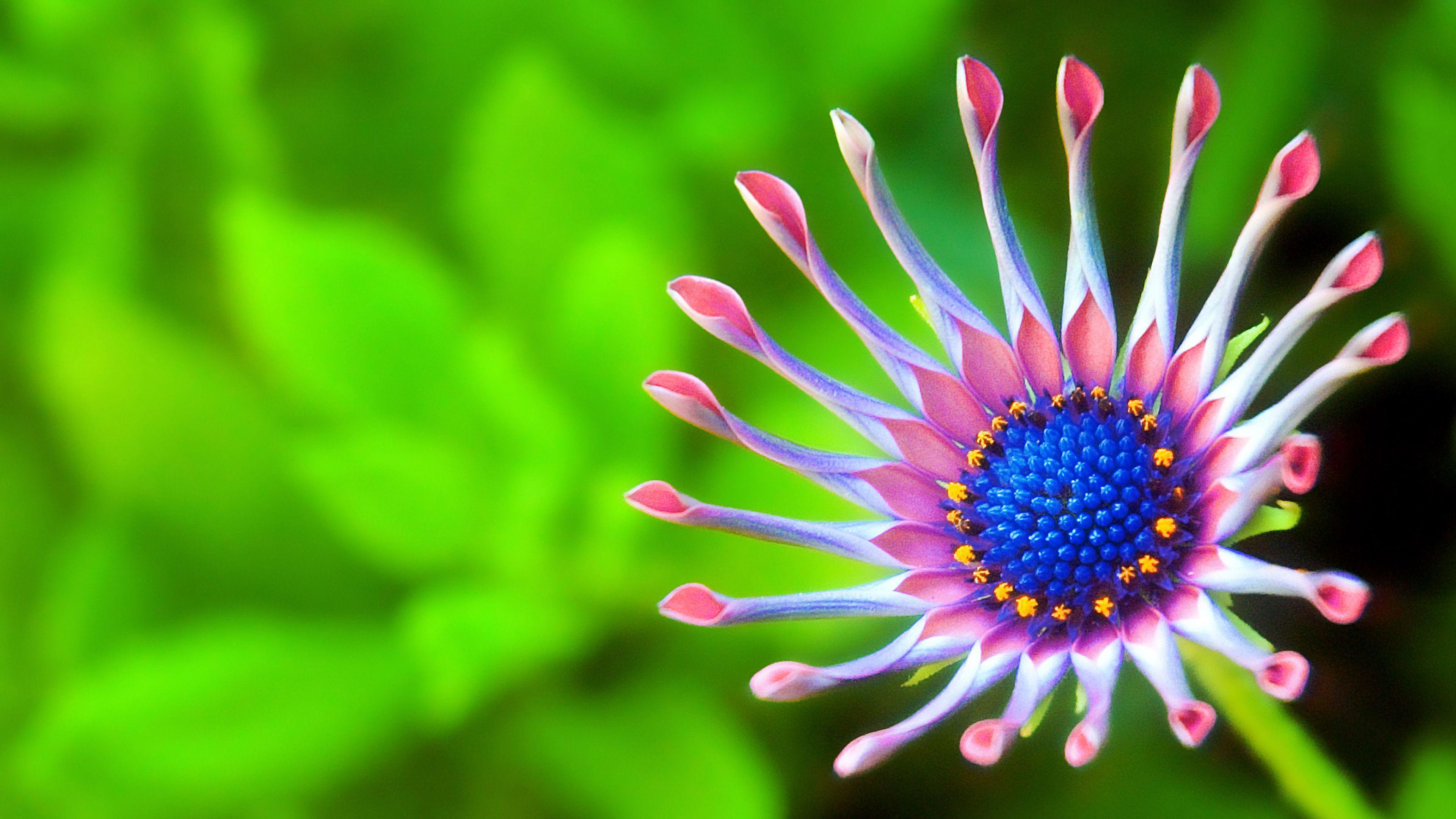 Full Screen 4k Flowers Images.jpg