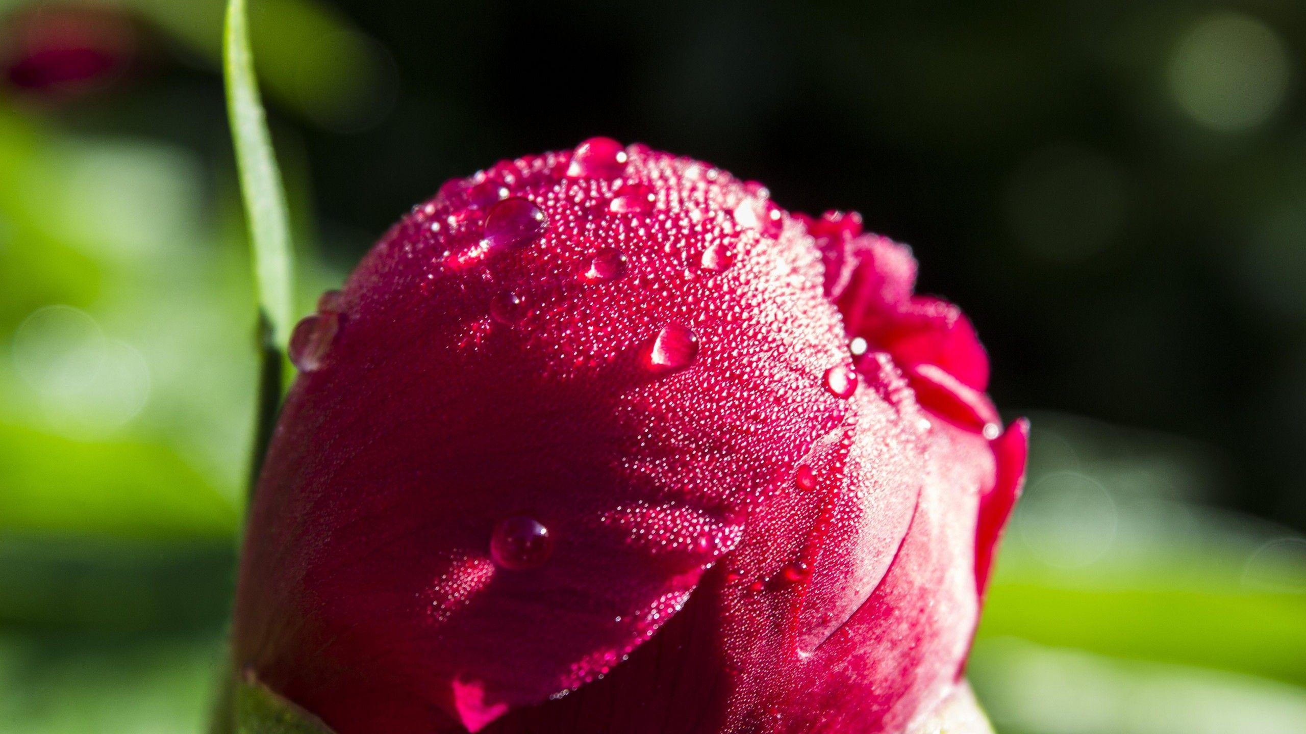Full Screen 4k Flowers Picture.jpg