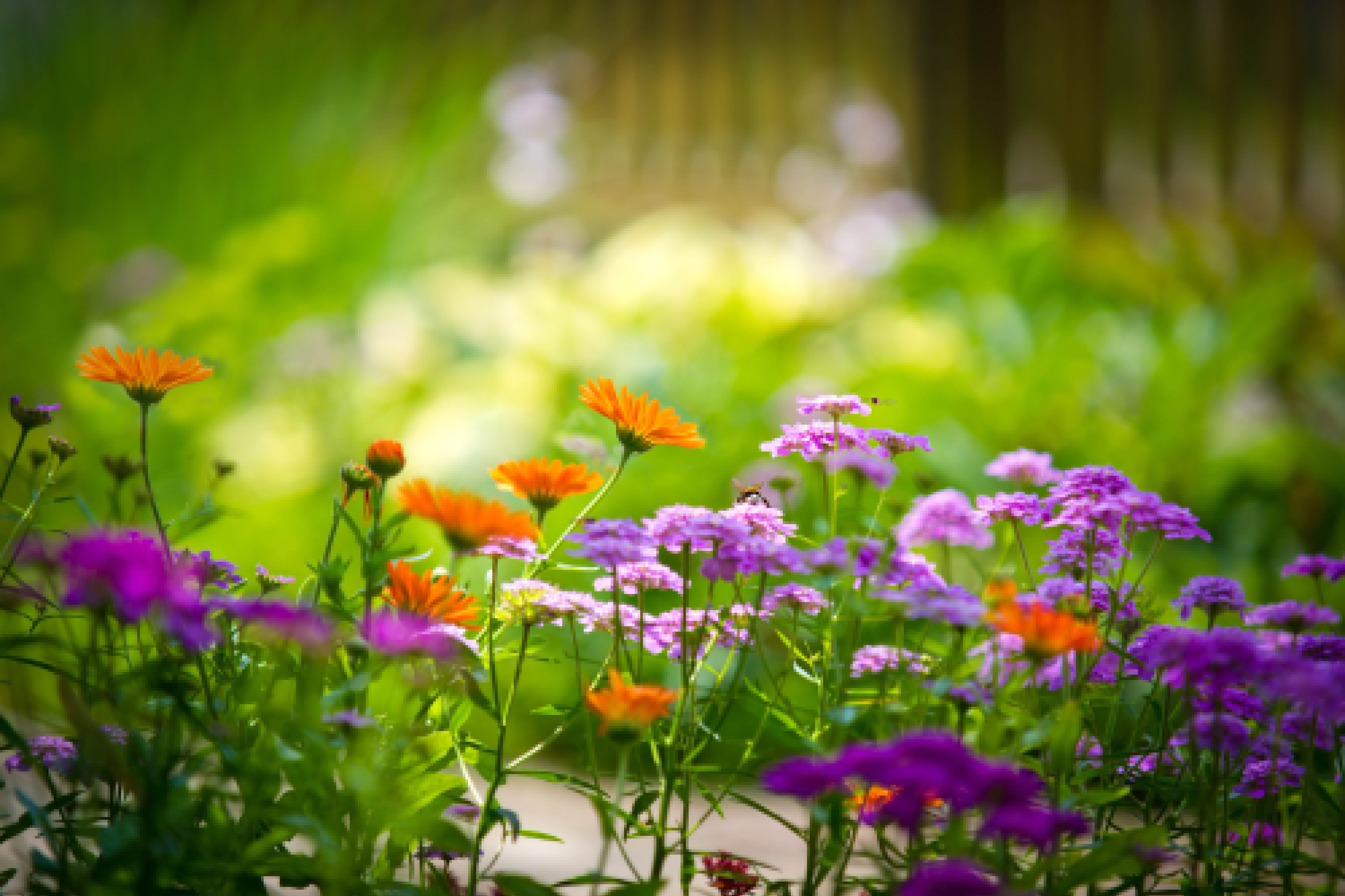 Full Screen 4k Flowers Image.jpg