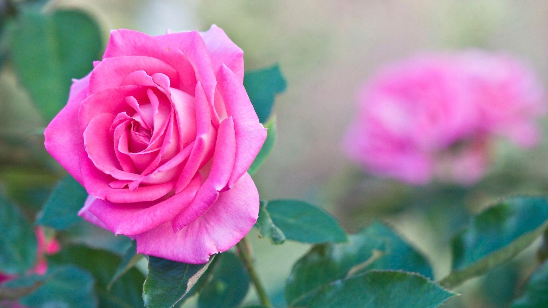 Full Screen 4k Flowers Wallpaper.jpg